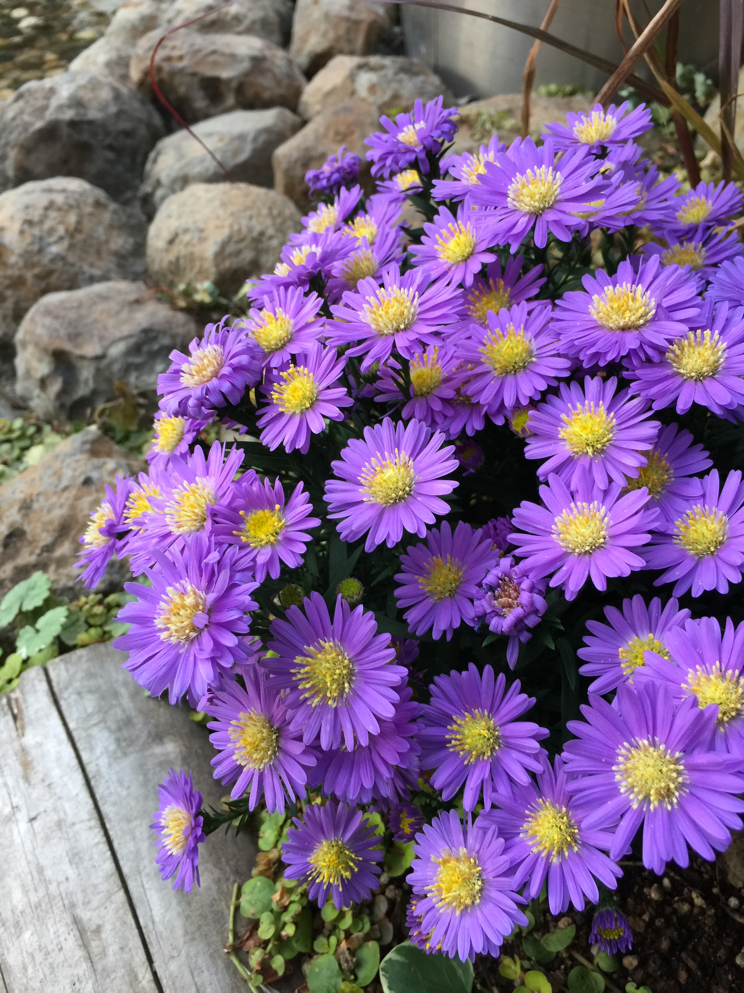 iPhone 6 Plus / ISO40 / 1/30秒