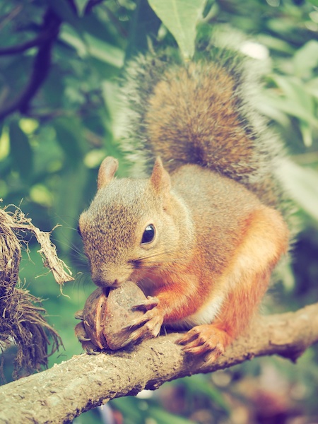 身近な動物もヴィンテージ調にするとムードのある一枚に！