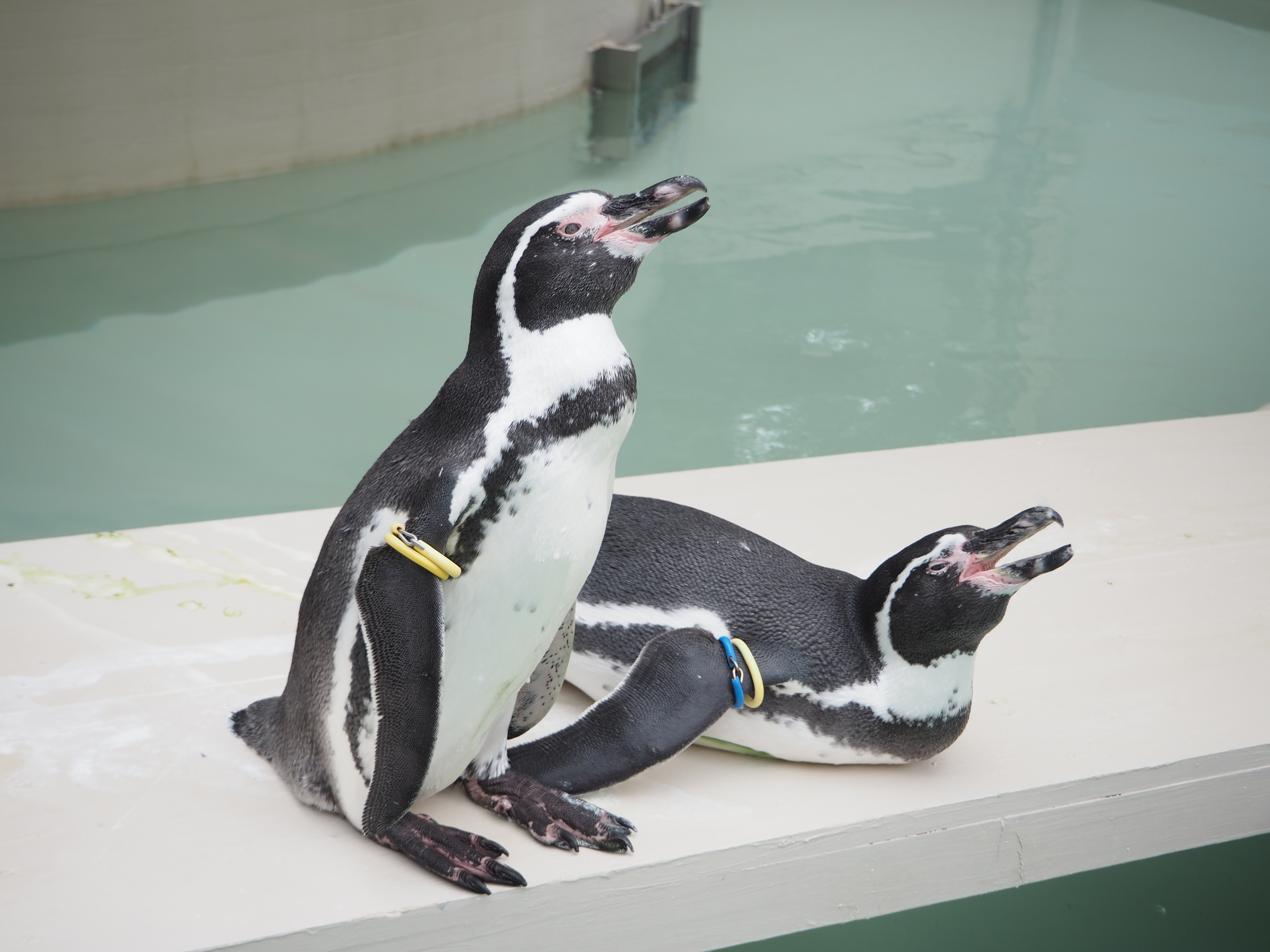 AFのスピードが速いので、ストレス無くシャッターを切ることができます。E-PL7／M.ZUIKO DIGITAL ED 14-42mm F3.5-5.6 EZ／絞り優先AE／ISO200／F5.0／1/200／+1EV／WB:オート／29mm