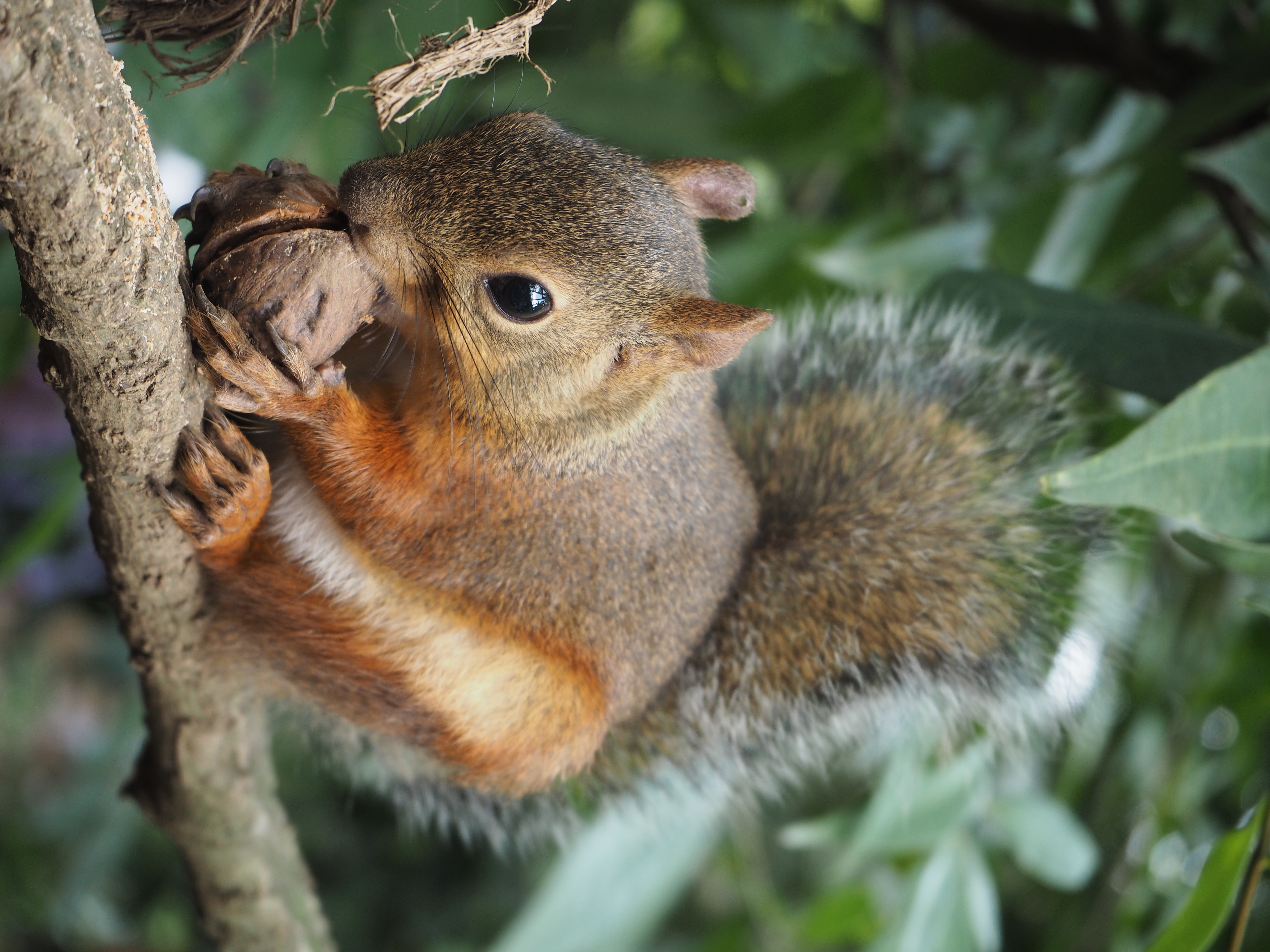 食事中のリスの前にそーっと移動して手持ちで撮影。動物の毛の質感もリアルに再現してくれました。E-PL7／M.ZUIKO DIGITAL ED 14-42mm F3.5-5.6 EZ／絞り優先AE／ISO500／F5.6／1/80／0EV／WB:オート／42mm