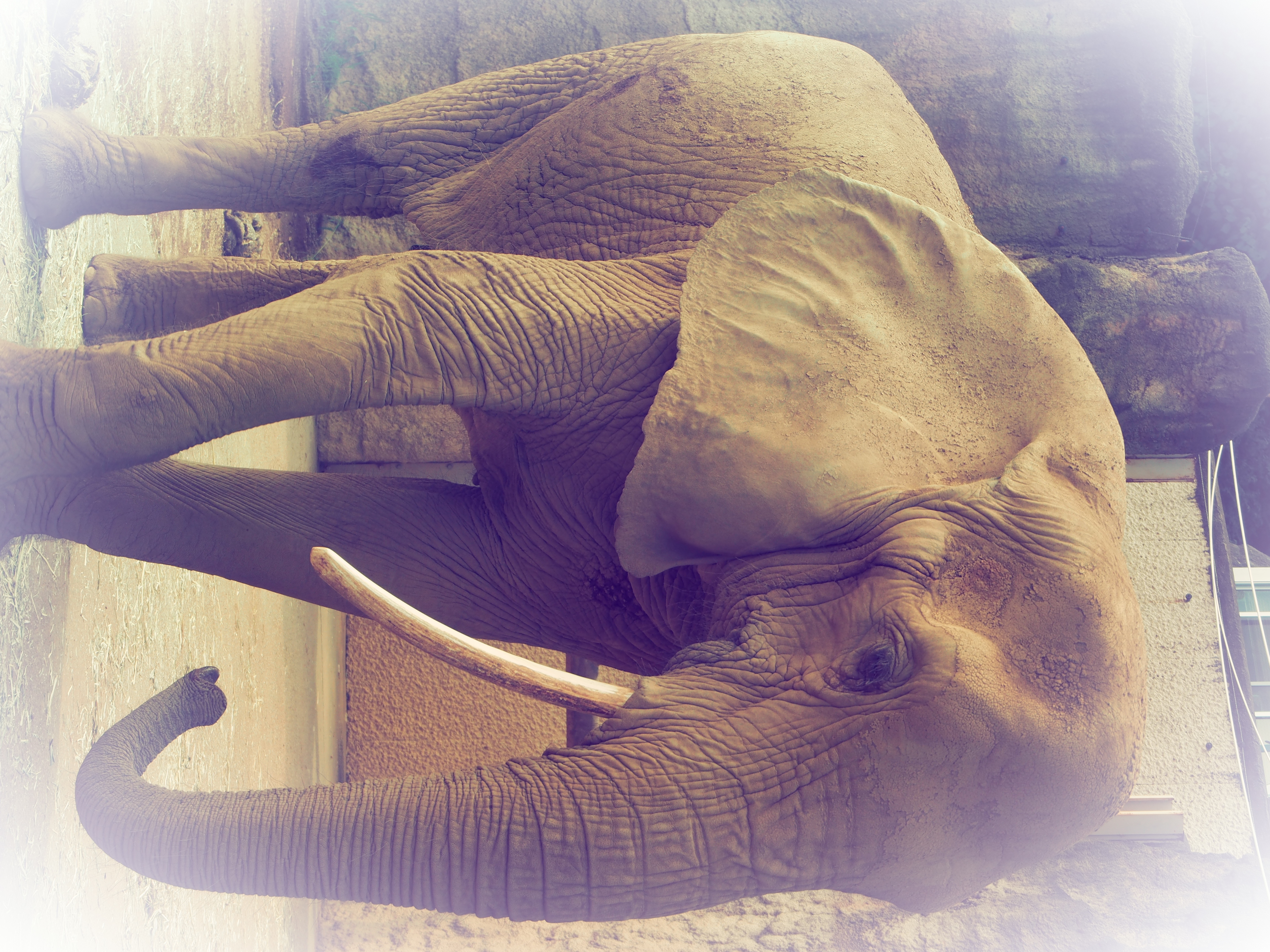 ヴィンテージのタイプIに、アートエフェクトのホワイトエッジをプラスしました。象のごつごつした肌の質感を優しいイメージに（笑）E-PL7／M.ZUIKO DIGITAL ED 14-42mm F3.5-5.6 EZ／ISO200／F5.6／1/400／-1EV／WB:オート／42mm