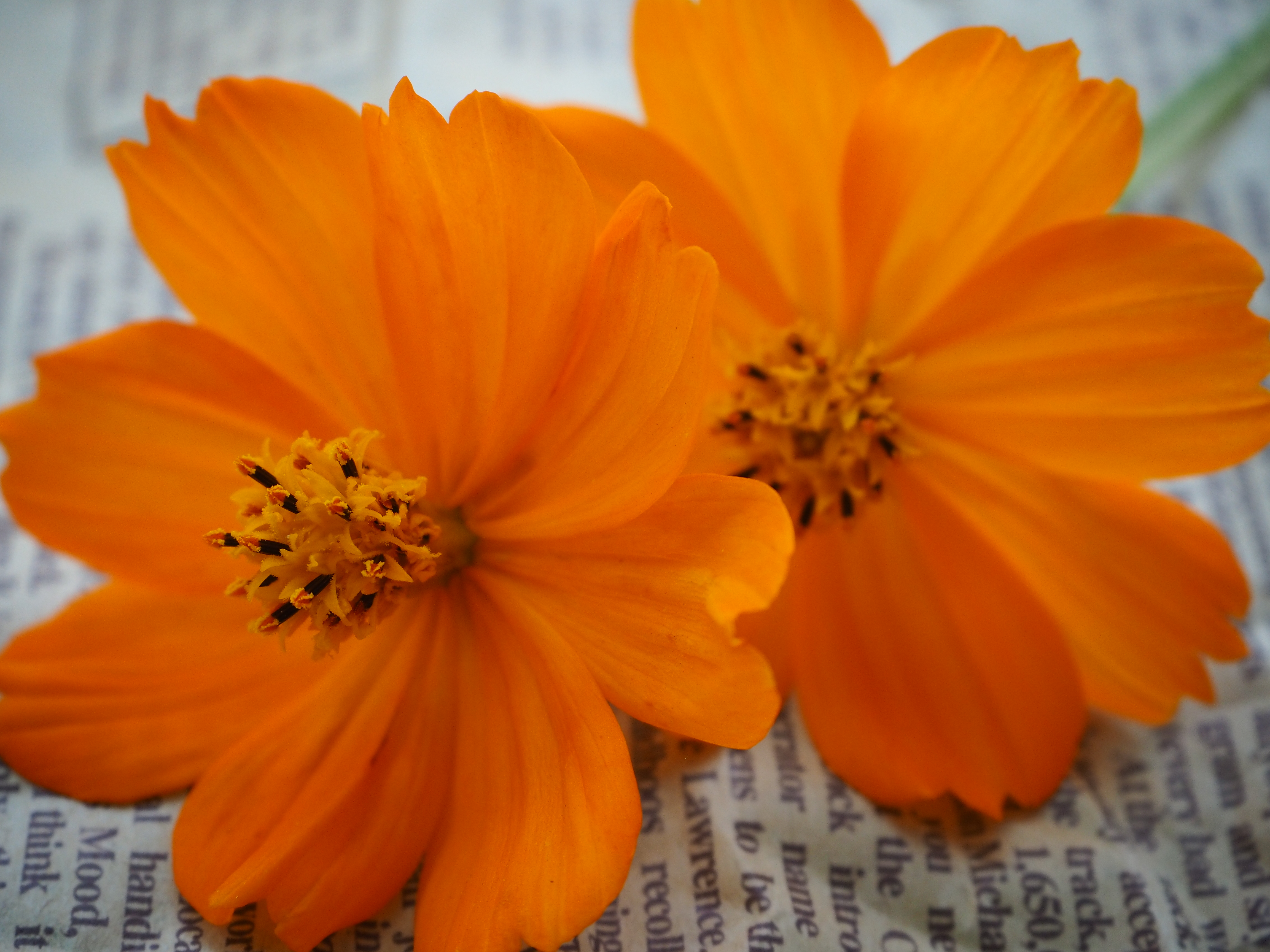 シーンモード：ネイチャーマクロ。通常のマクロモードよりもほんの少しだけ硬調な画になります