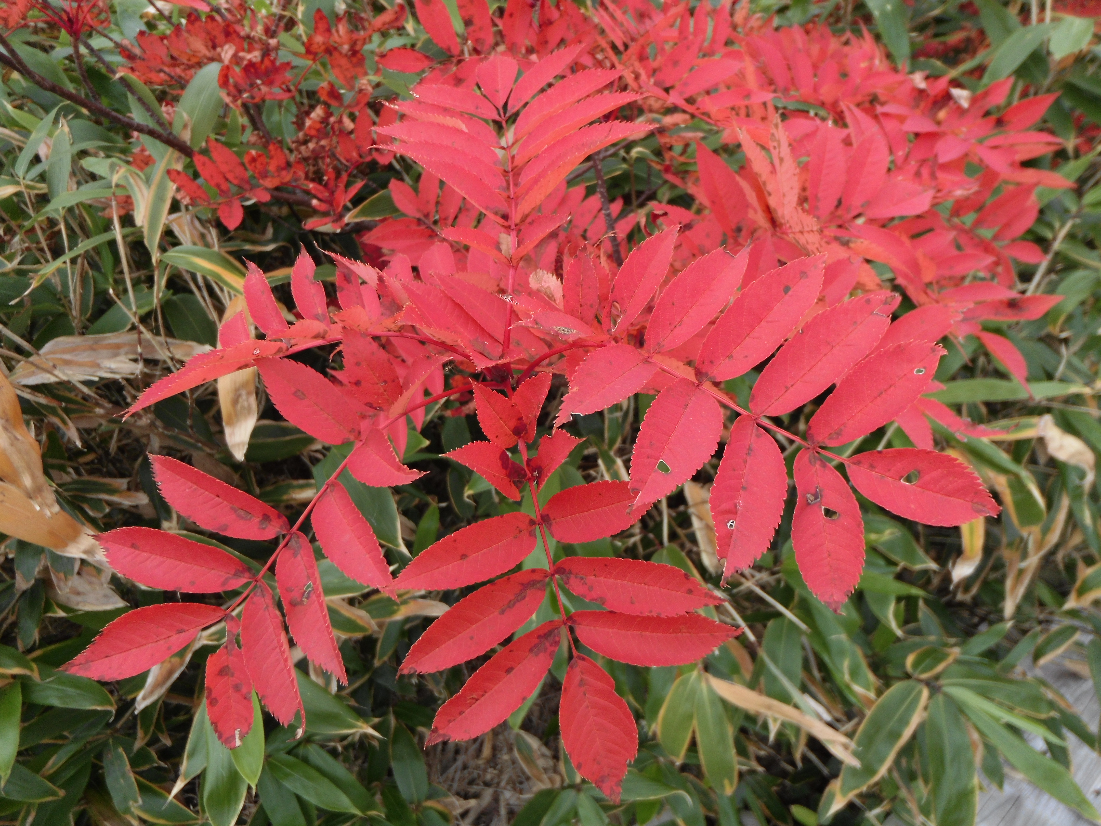 1/640秒 / F2.8 / ISO100 / オート / 3.8mm