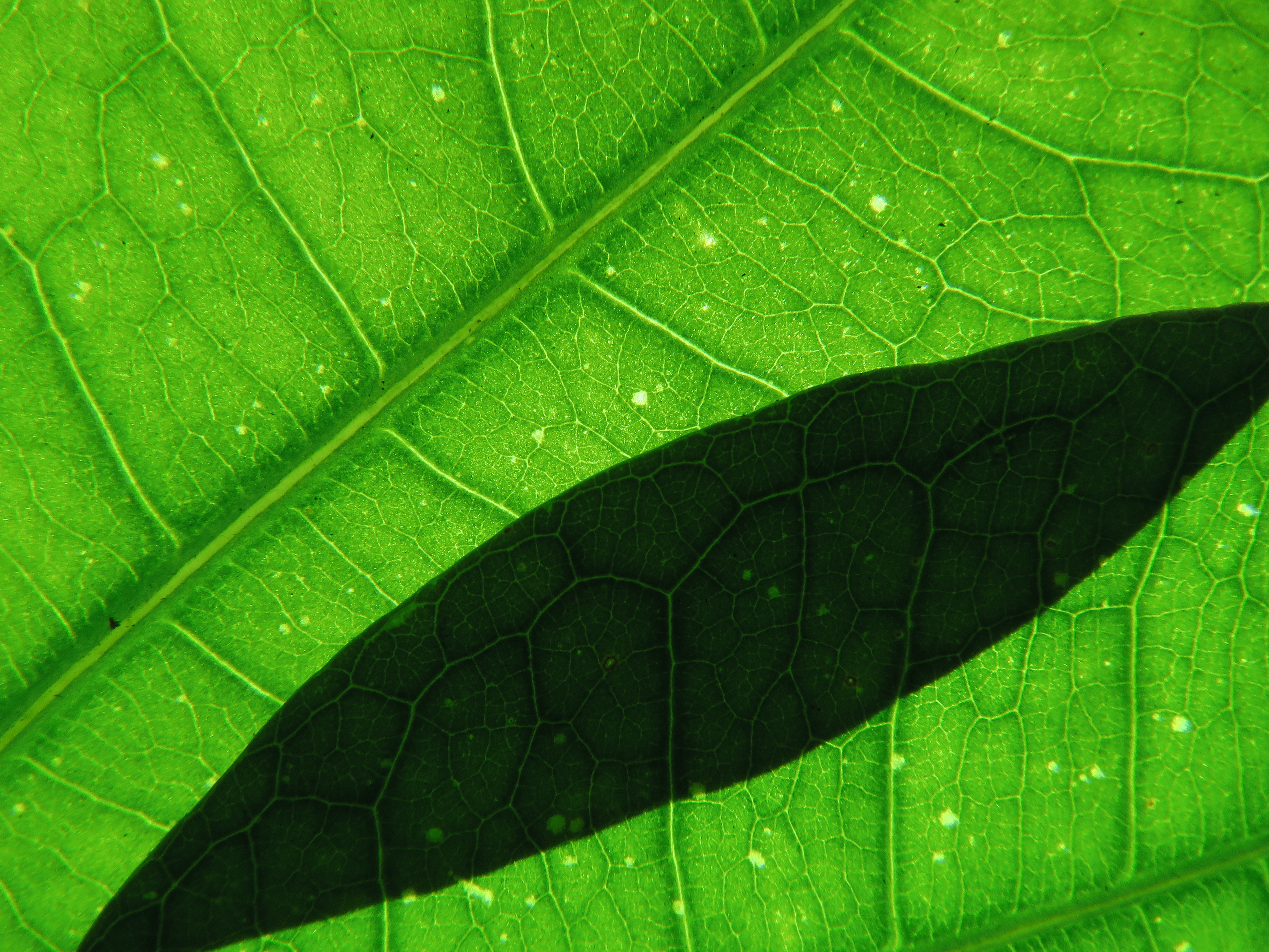 広角端の最短撮影距離0cm