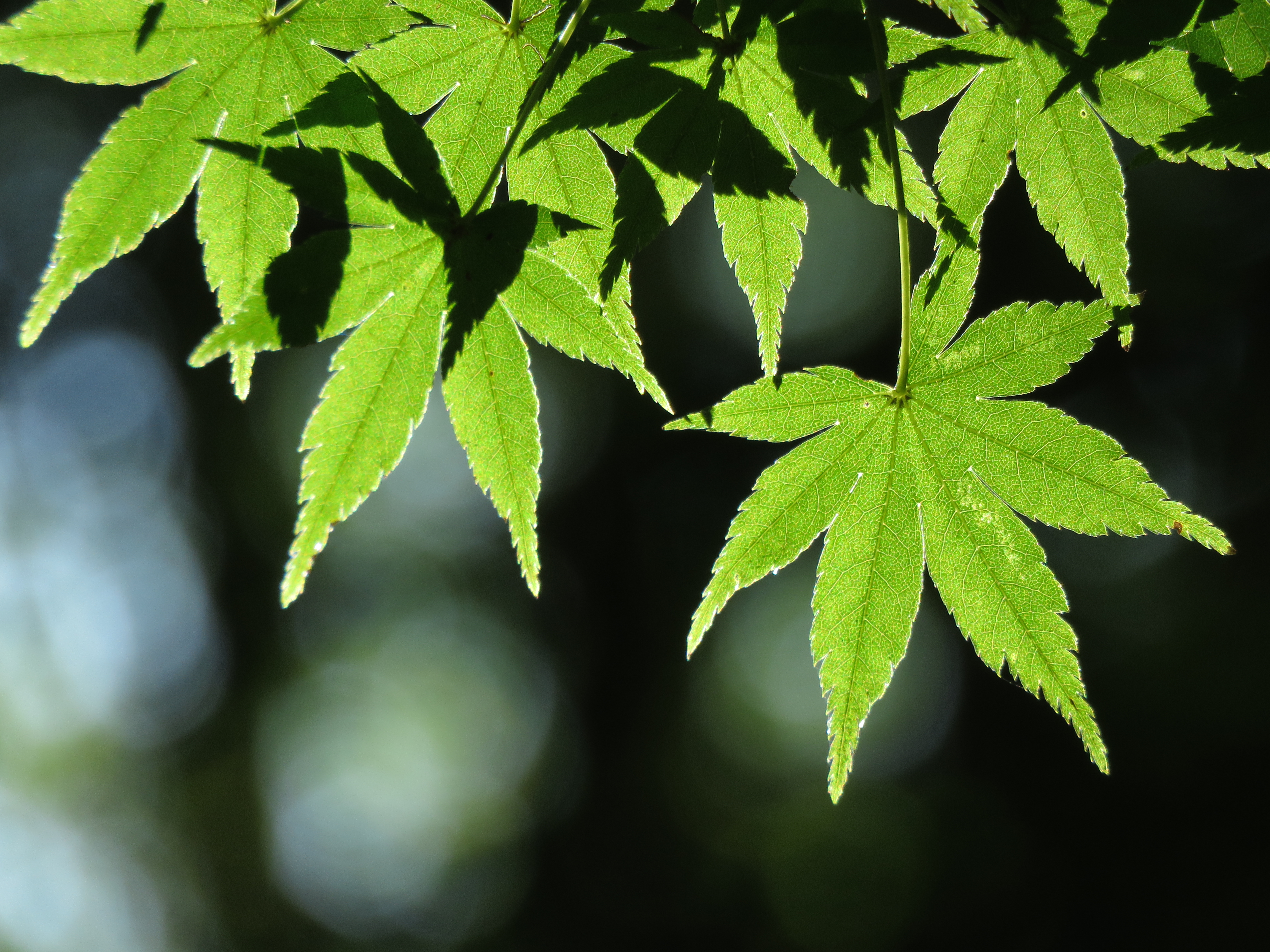 ISO100 / F5.6 / 1/125秒 / 121.4mm