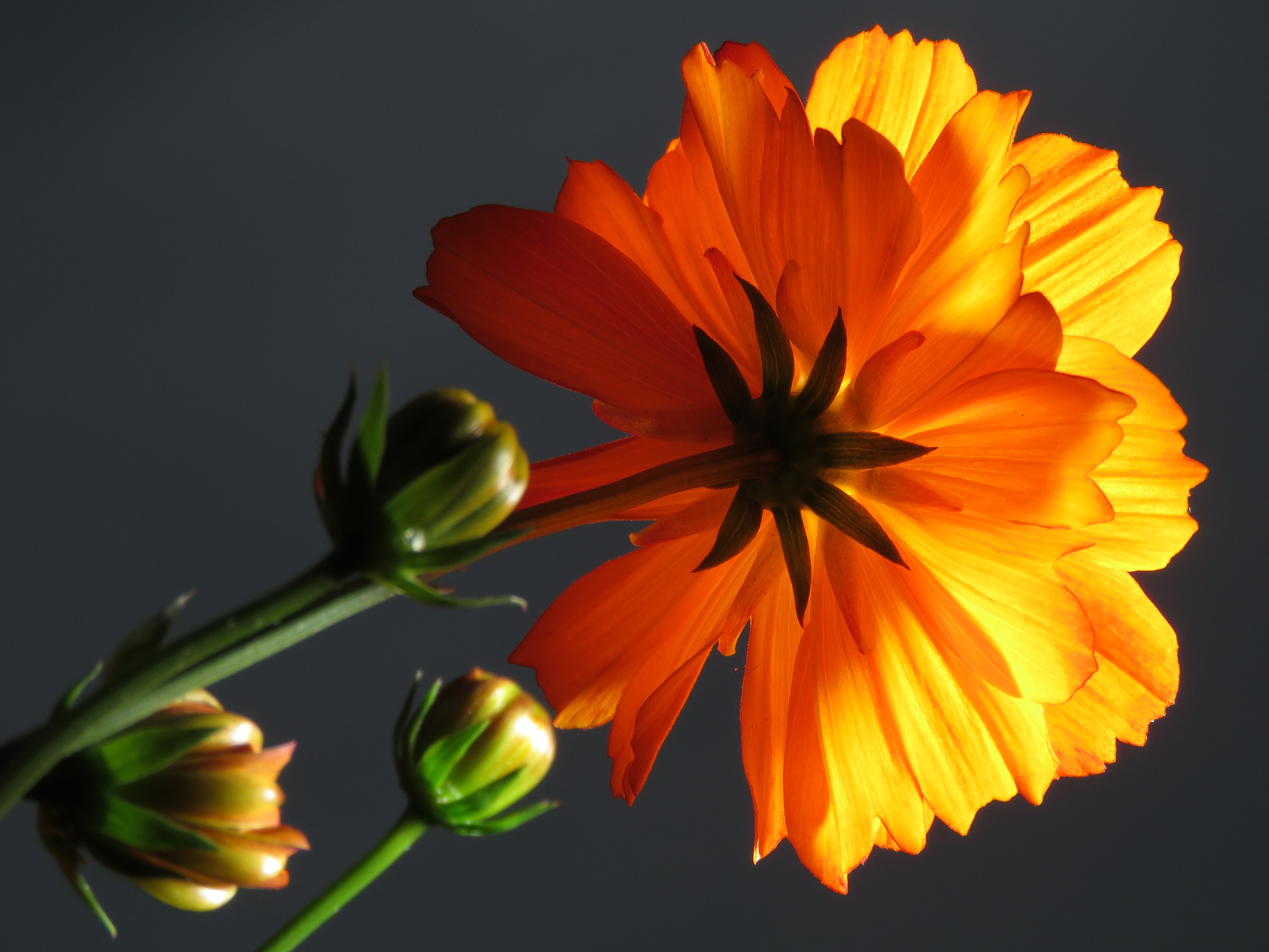 ズーム倍率だけでなく、マクロ性能の高さも見逃せない。外部ストロボを利用して背景を暗く落としつつ、花をいっそう鮮やかに表現した。ISO100 / F6.3 / 1/1,250秒 / 21.1mm