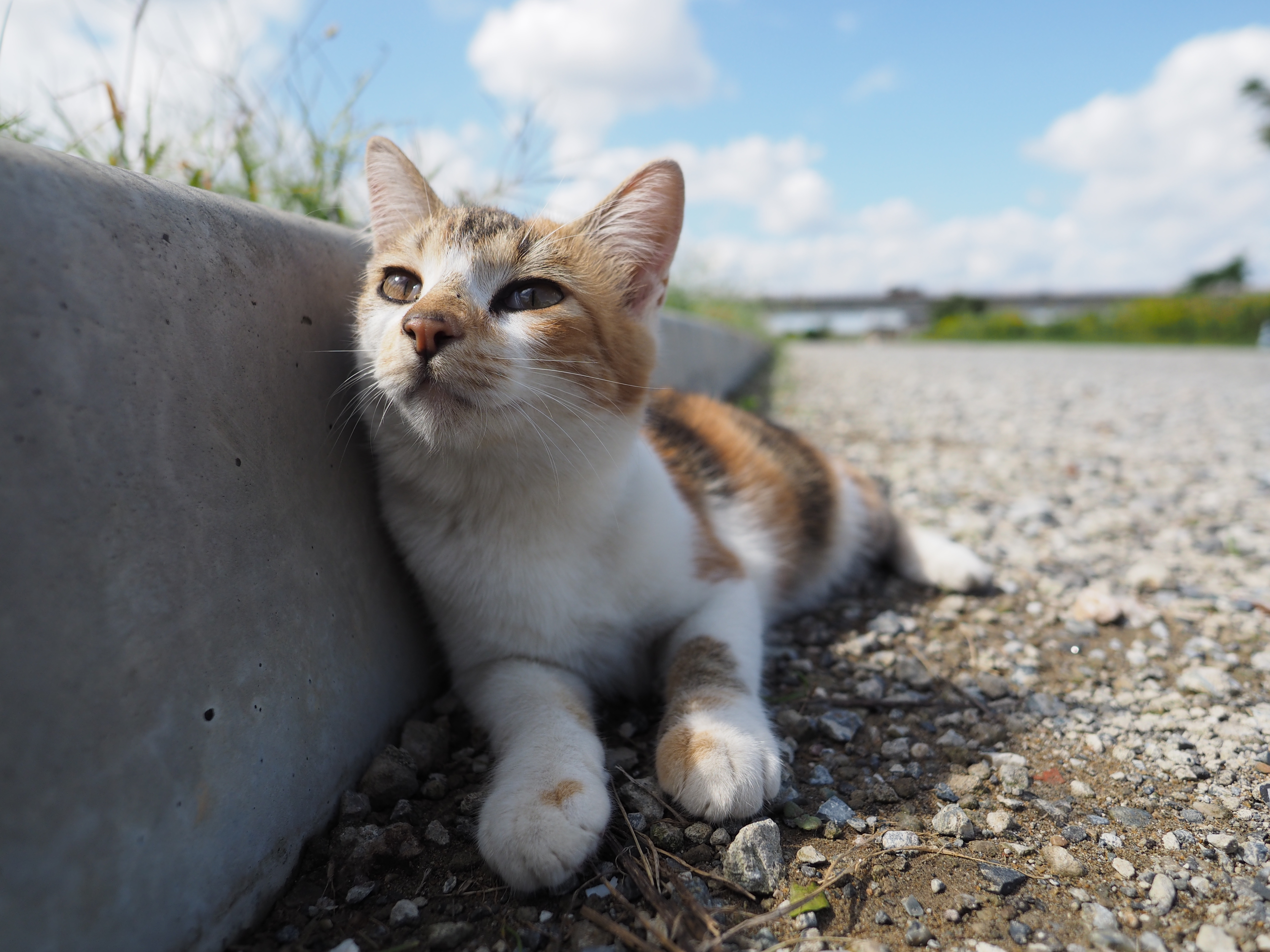 猫にグッと寄って大きく写しても、背景を広く画面内に入れることができる。視角を超えた迫力のある遠近感が超広角レンズである本レンズの特性のひとつだ。E-M1・絞り優先・ISO200・F2.8・1/3,200秒・0EV・WB:オート