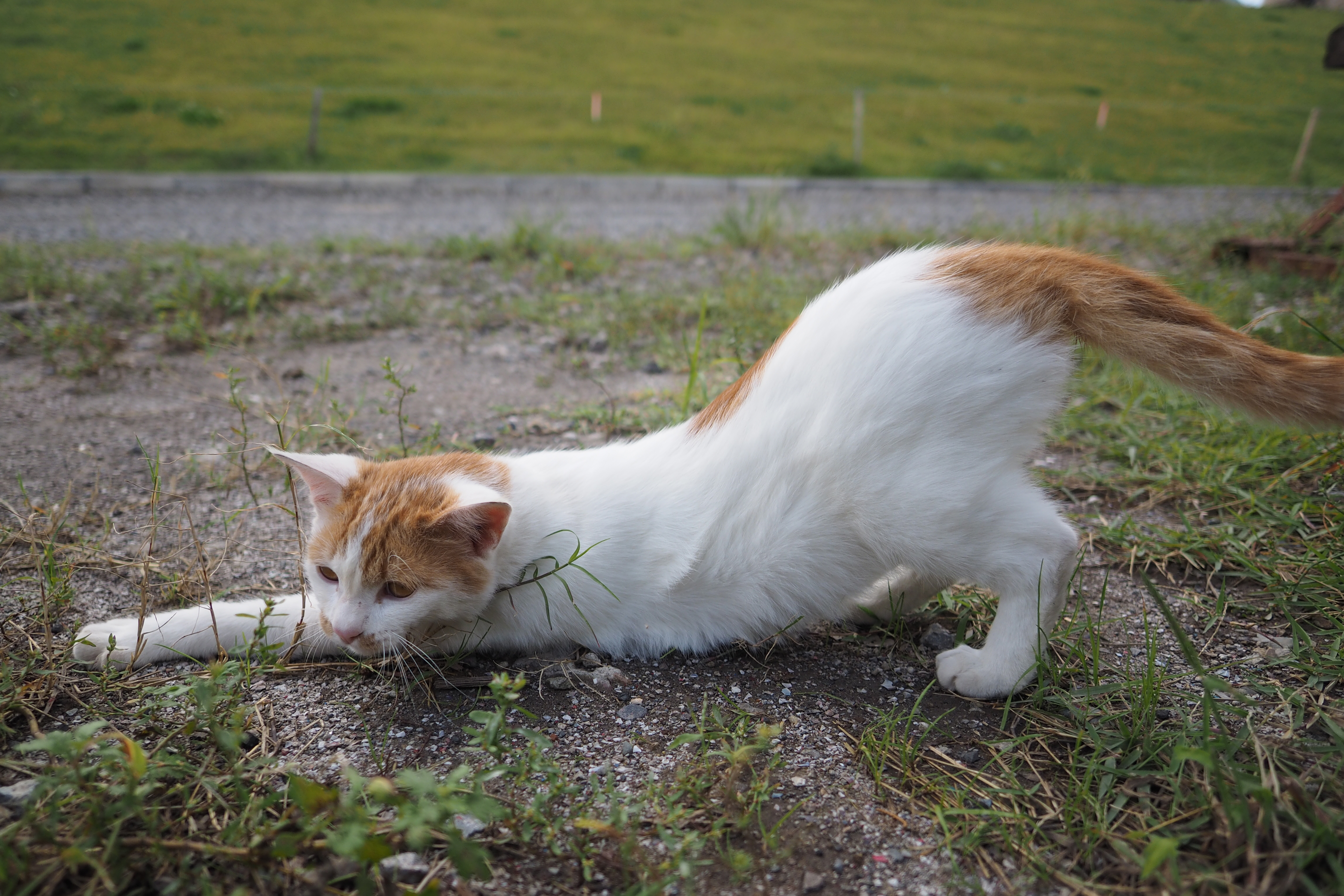 マイクロフォーサーズの基本のアスペクト比は4：3であるが、状況によっては3：2や16：9にした方がよりワイド感をだすことができる。画角はわずかに狭くなるが、構図がつくりにくい場合には有効な手段なので活用してみよう。E-M1・絞り優先・ISO200・F2.0・1/3,200秒・0EV・WB:オート