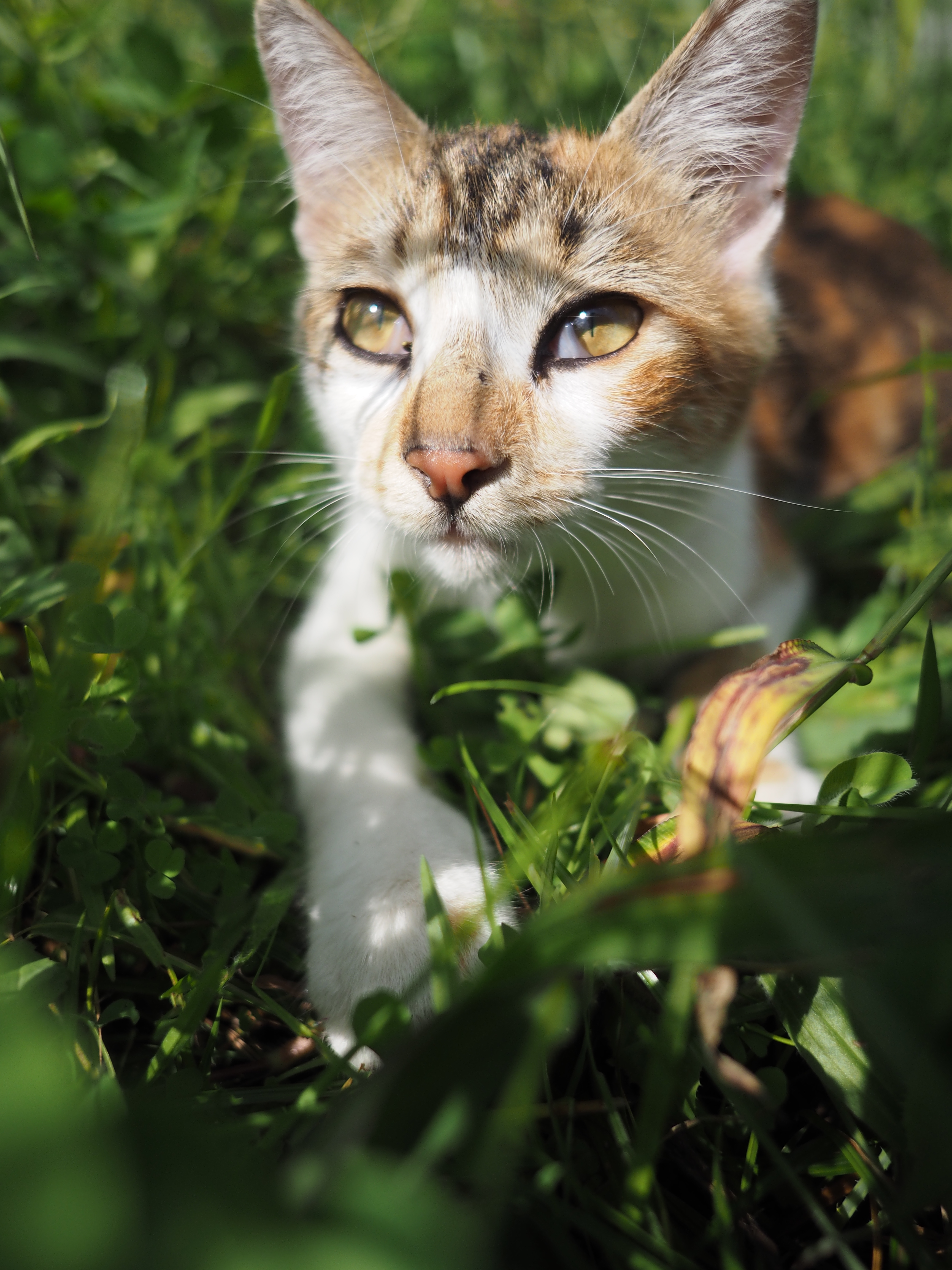絞り開放から非常にシャープでコントラストの高い優れた描写性能である。最短撮影距離の20cmまで寄れば、前後のボケを活かした作画もできる。E-M1・絞り優先・ISO200・F2.0・1/8,000秒・-1EV・WB:オート