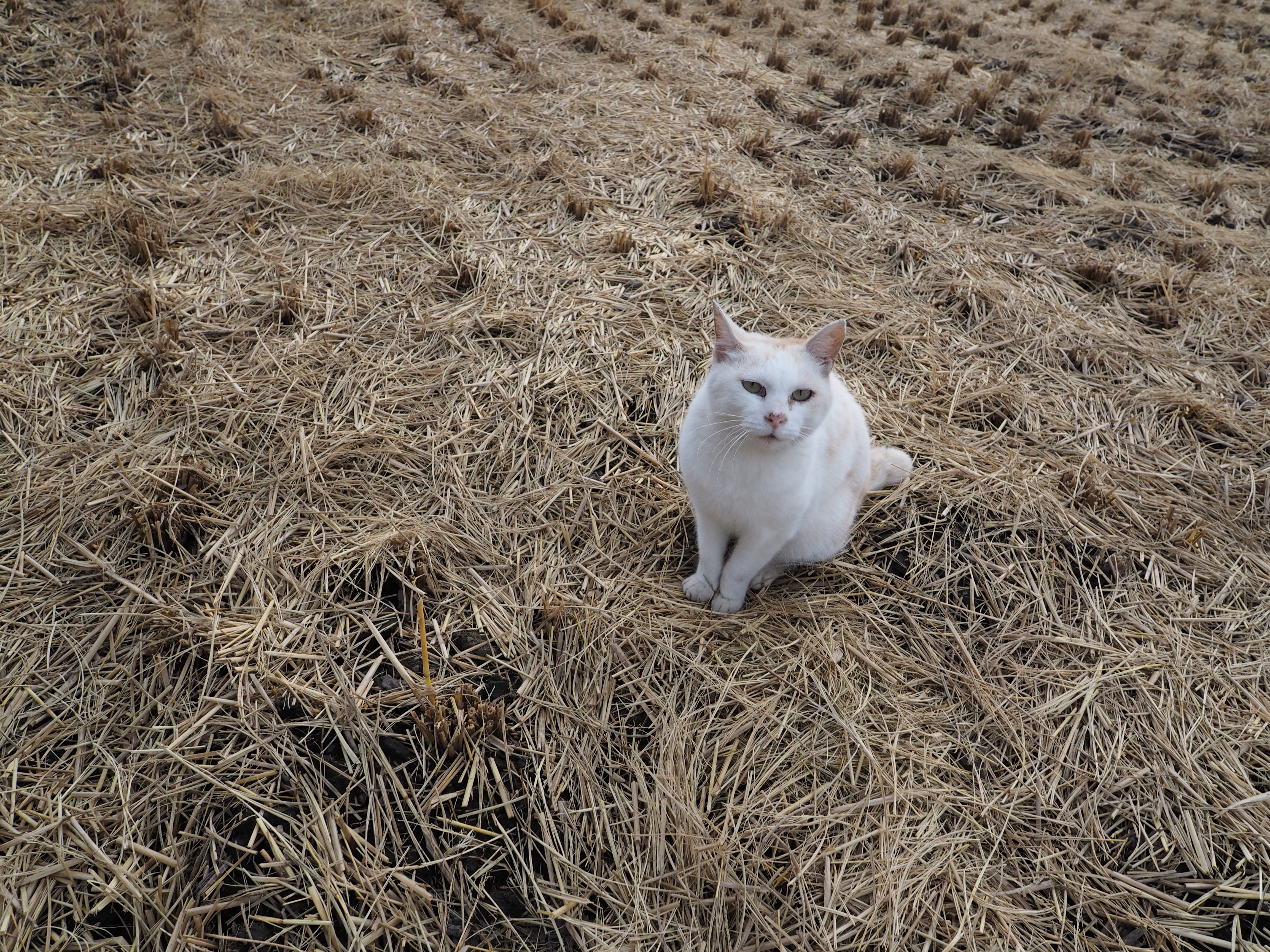少し絞るだけで画面全体の解像感は急激に向上する。猫との距離を少し空けて撮影したことで、こんどは周りの藁を細部まで克明に写し取ることができた。E-M1・絞り優先・ISO400・F5.6・1/250秒・0EV・WB:オート