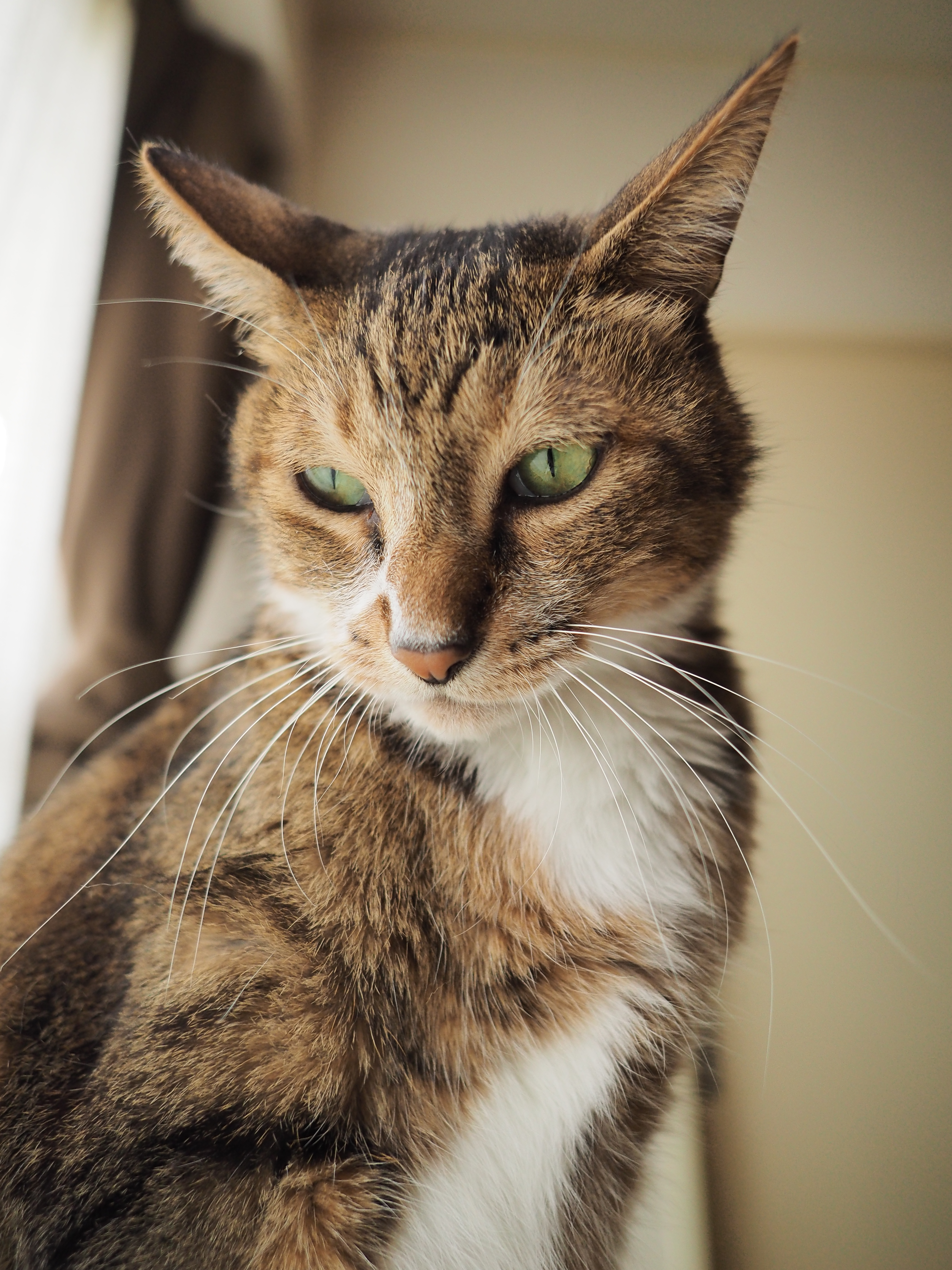 さらに猫に近寄って撮影。猫とコミュニケーションを撮りながら自由度の高い撮影ができるという、室内ペット撮影に大変便利なスペックのレンズである。E-M1・絞り優先・ISO400・F2.0・1/500秒・-0.7EV・WB:オート