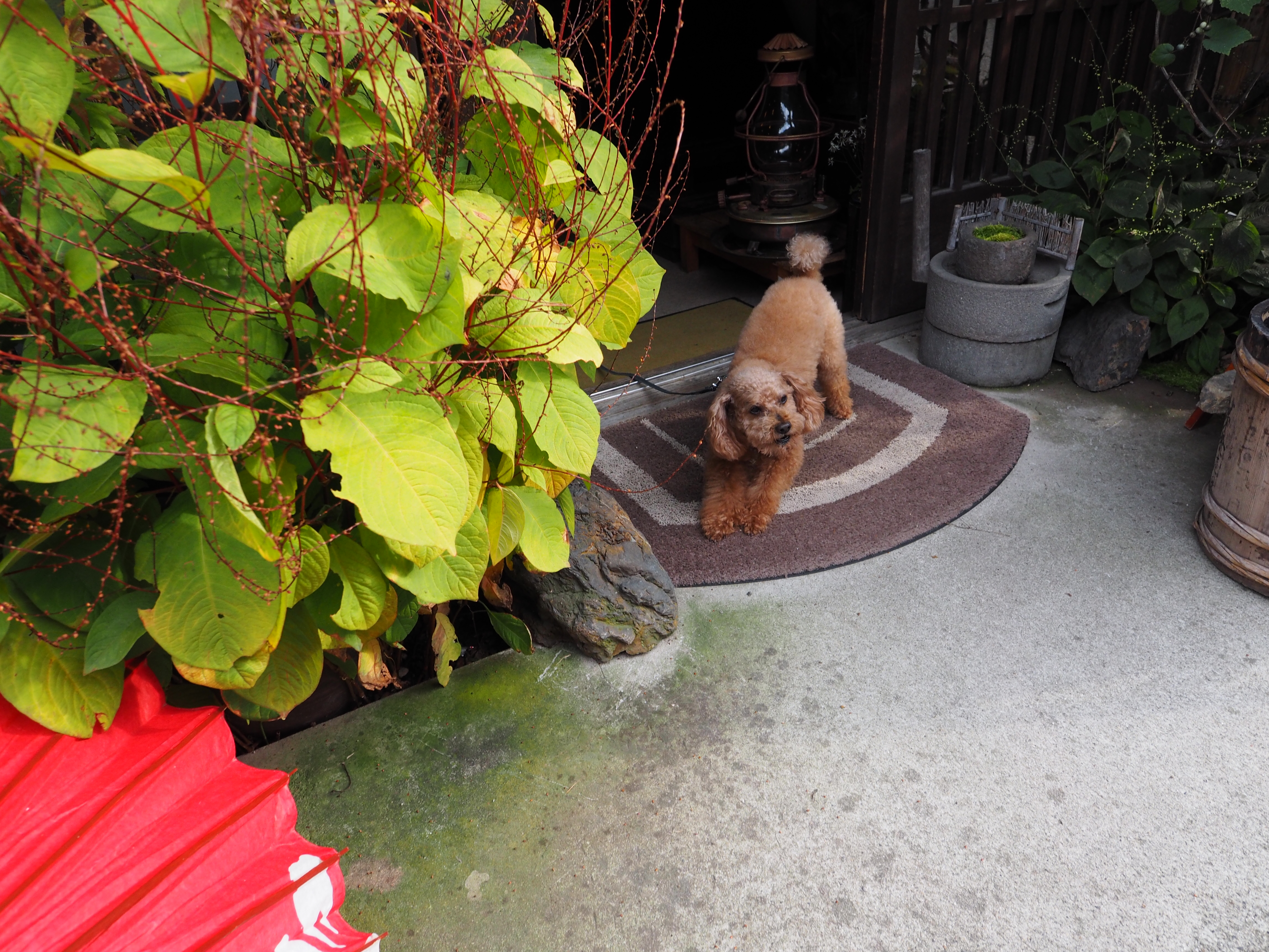 距離目盛を2m、絞り値をF5.6にセットすると、約93cmから無限遠までが被写界深度に入るパンフォーカスになる。被写体との距離を目測で測り、即座に構図を決めて撮影。被写体がこの作例だけ犬なのはご愛嬌ということで……E-M1・絞り優先・ISO400・F5.6・1/100秒・0EV・WB:オート