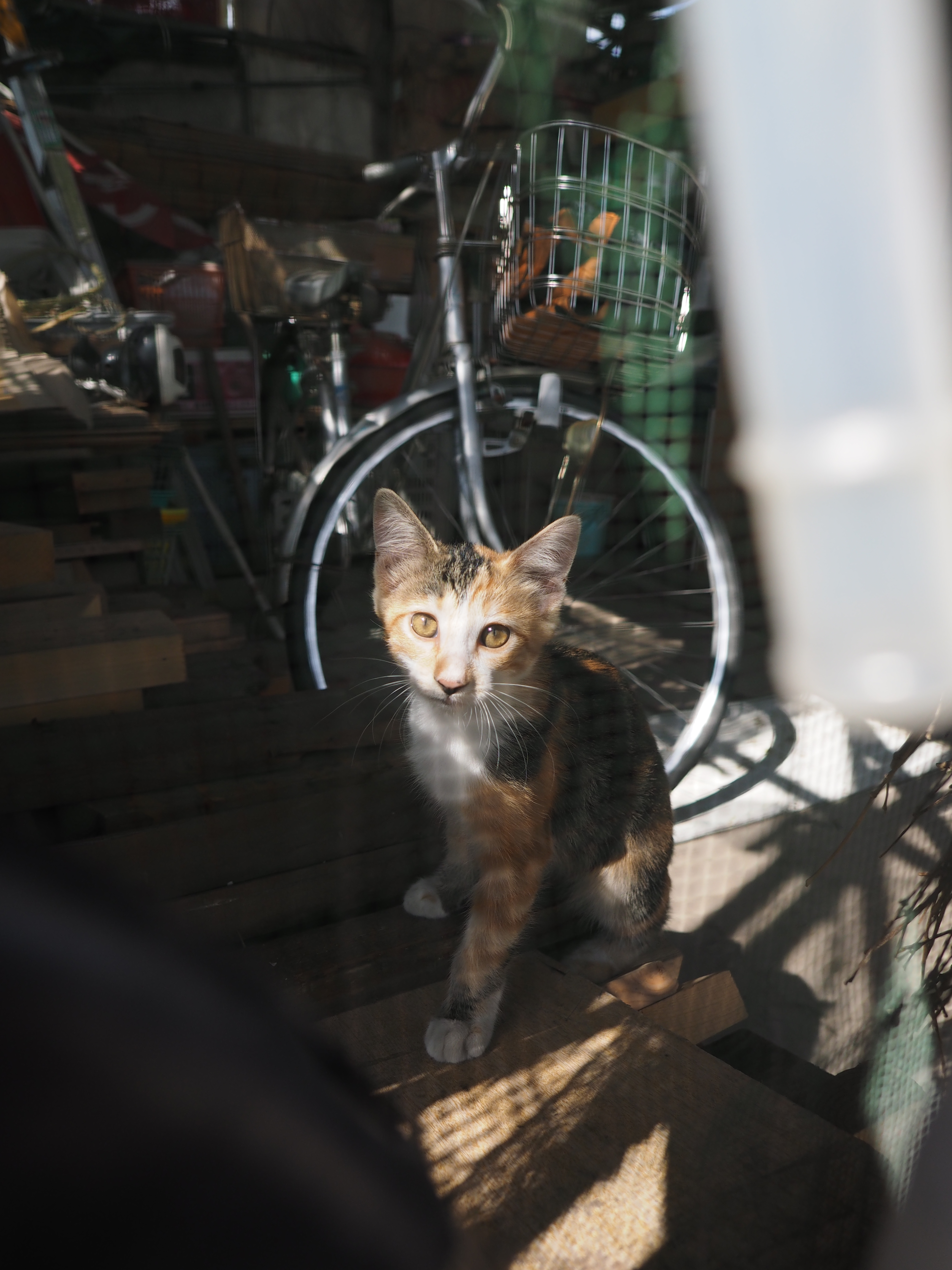 厳密なピント合わせが必要な場合は、ボディ側で設定する通常のMFでピントを合わせる必要がある。作例では、手前に網戸があるためAFが迷い、なおかつ絞り値がF2.8であったため通常のMFでピントを合わせた。