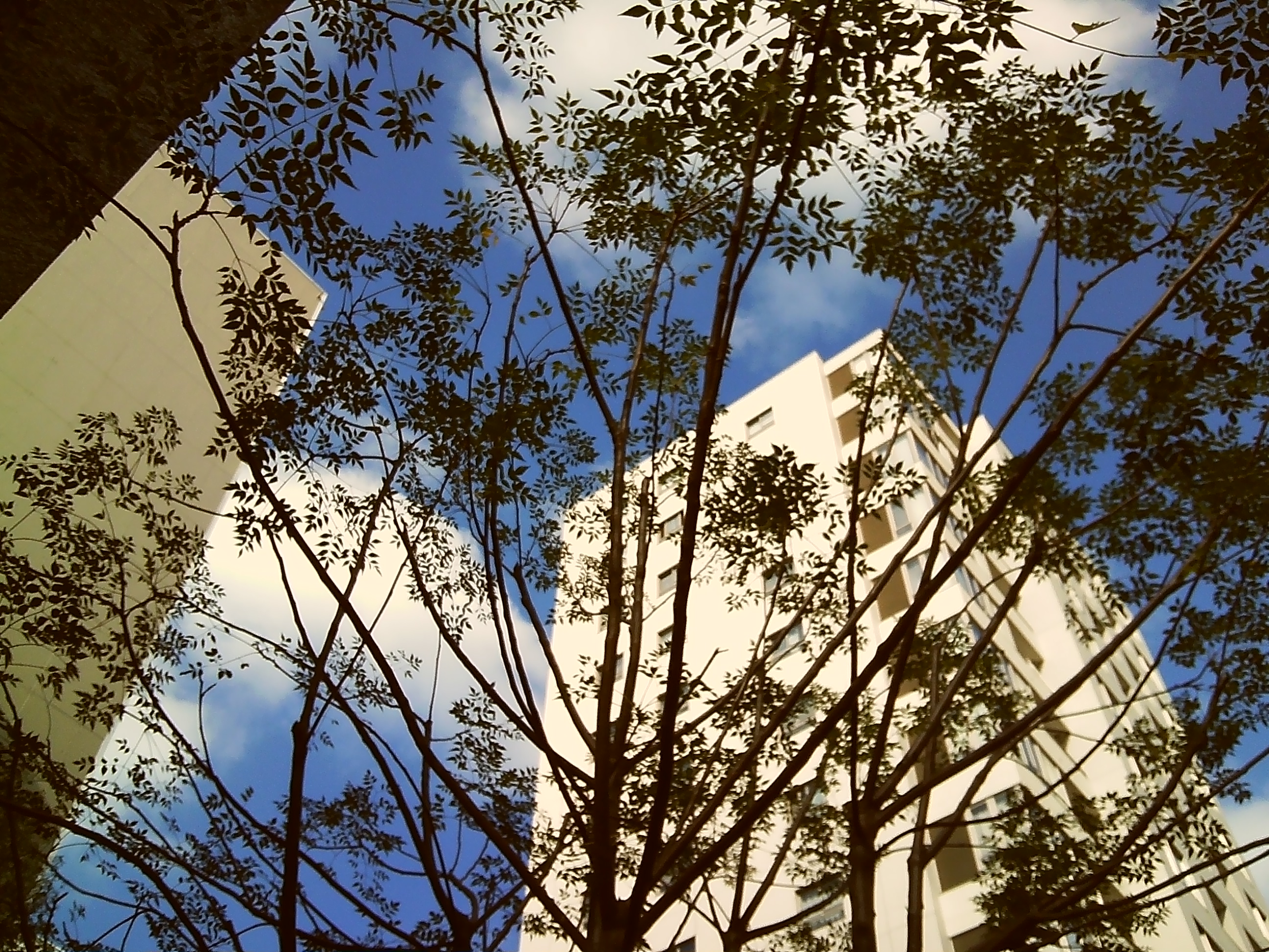 ゴールデンメモリー