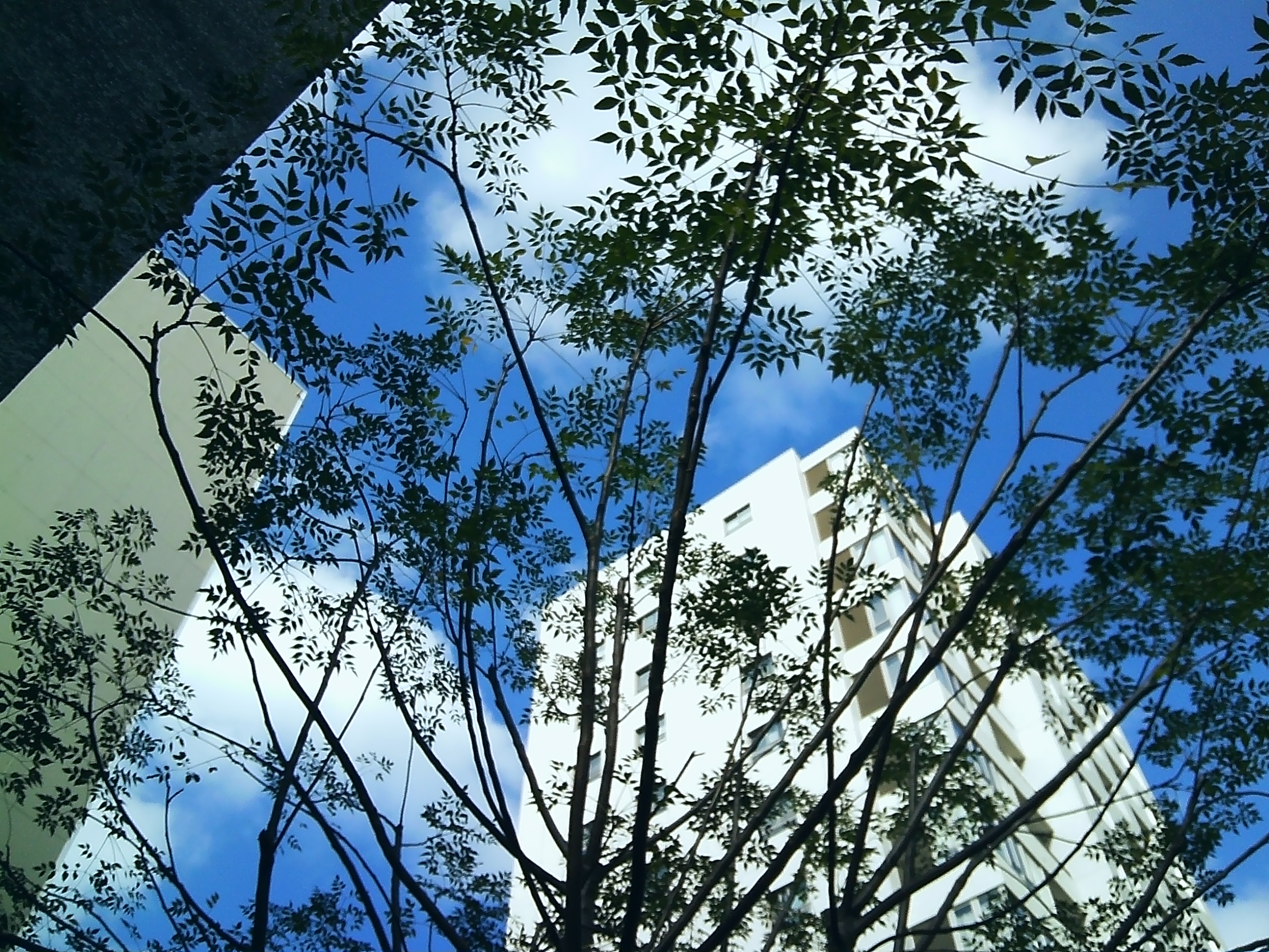 ブルーノベンバー