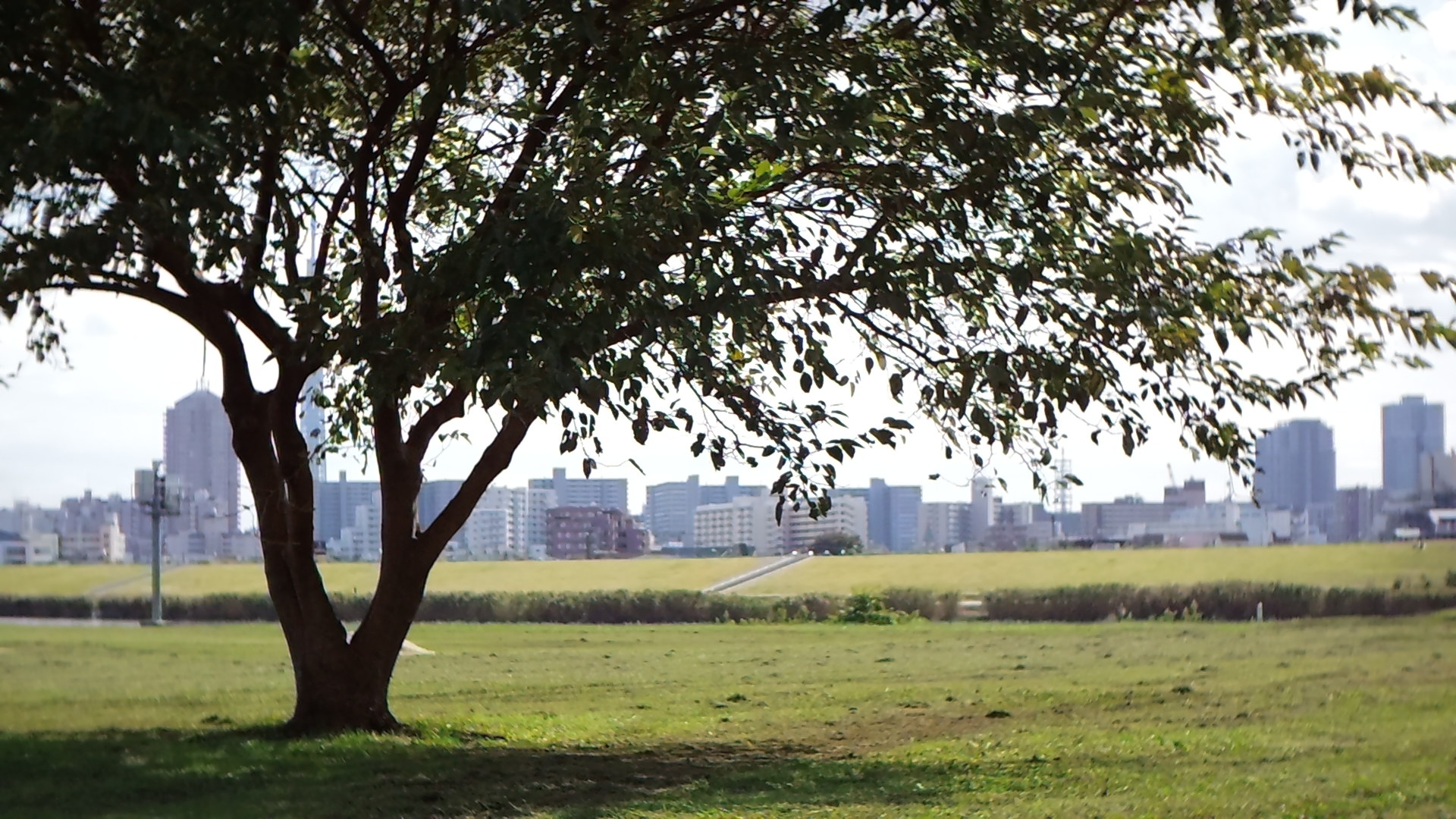 Bellami HD-1 / Switar 13mm F0.9 / 1,920×1,080 / 1/10,000秒 / 絞り開放近辺 / 0EV / ISO160 / WB:オート / 13mm