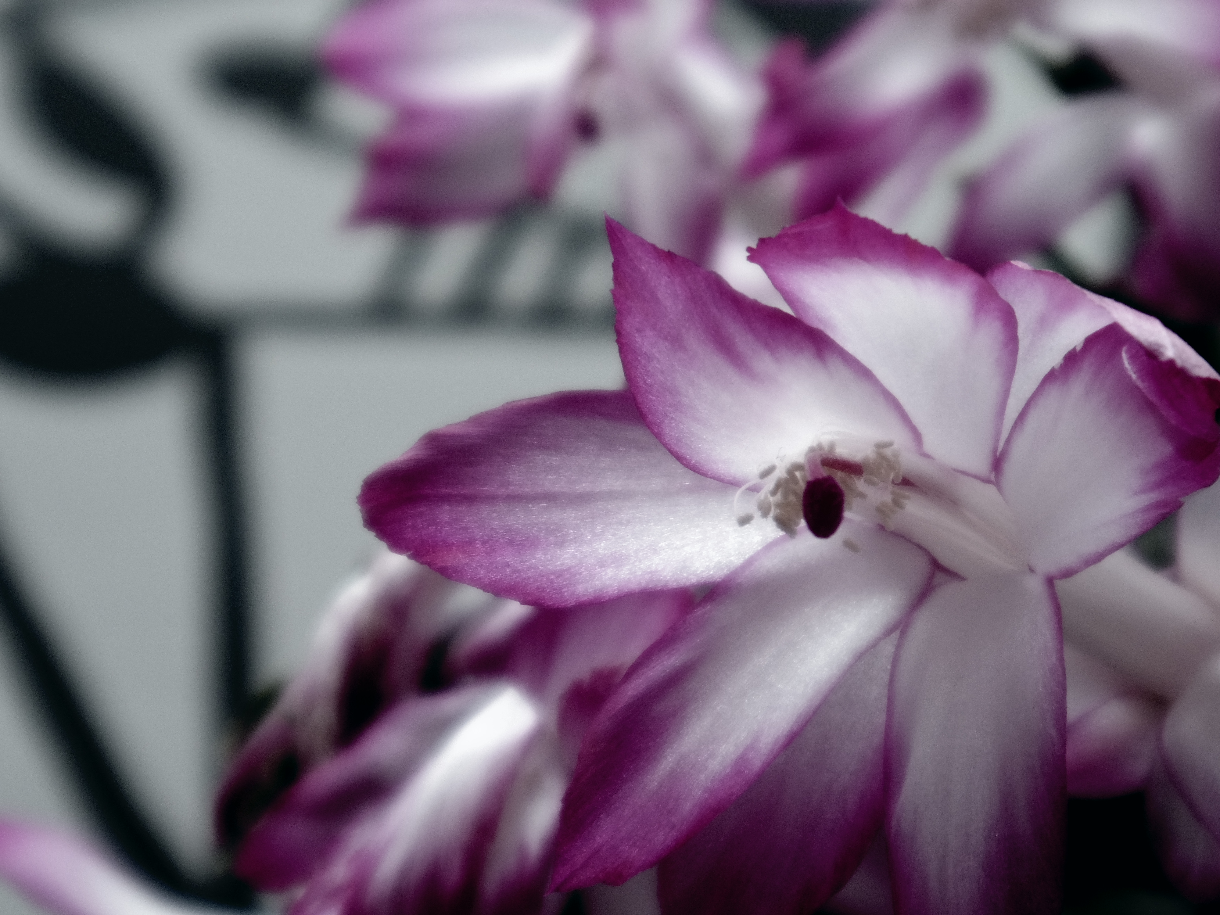 スマートエフェクト：フェードカラー・パターン1。フェードカラーはシックなイメージになるので色数が少ない被写体をメインにするとまとまりがよくなります。ISO400 / F4.5 / 1/160秒 / ±0EV / 14.9mm（69mm相当）