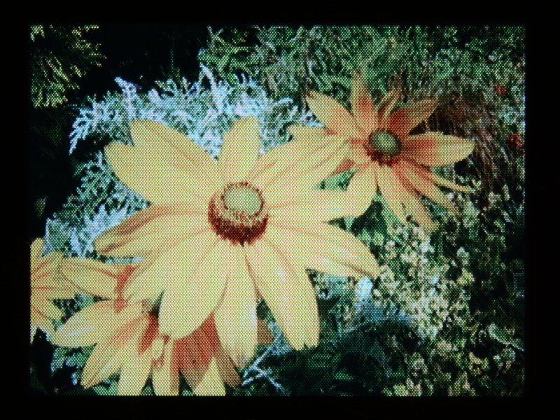 撮影画像の再生はダイヤル操作で行ない、画面上の表示はDSPL/LCD ON/OFFボタン切り換える。画像拡大はズームボタン（T/+）で行い、最大倍率は5倍。