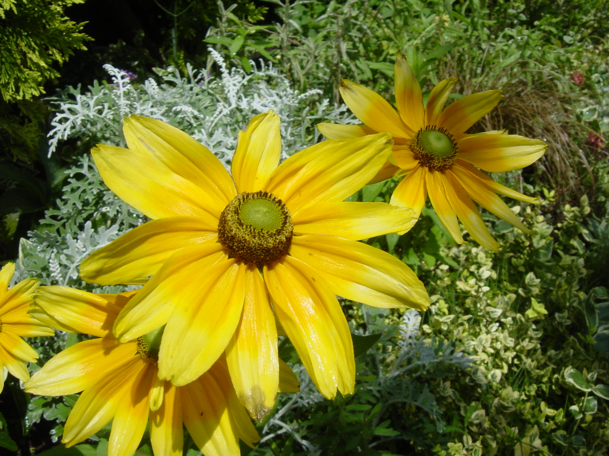 通常モードの最近接付近