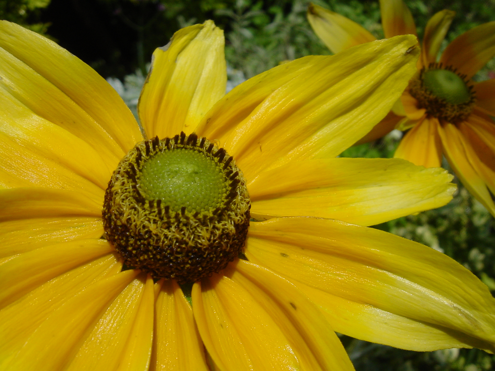 マクロモードの最近接付近