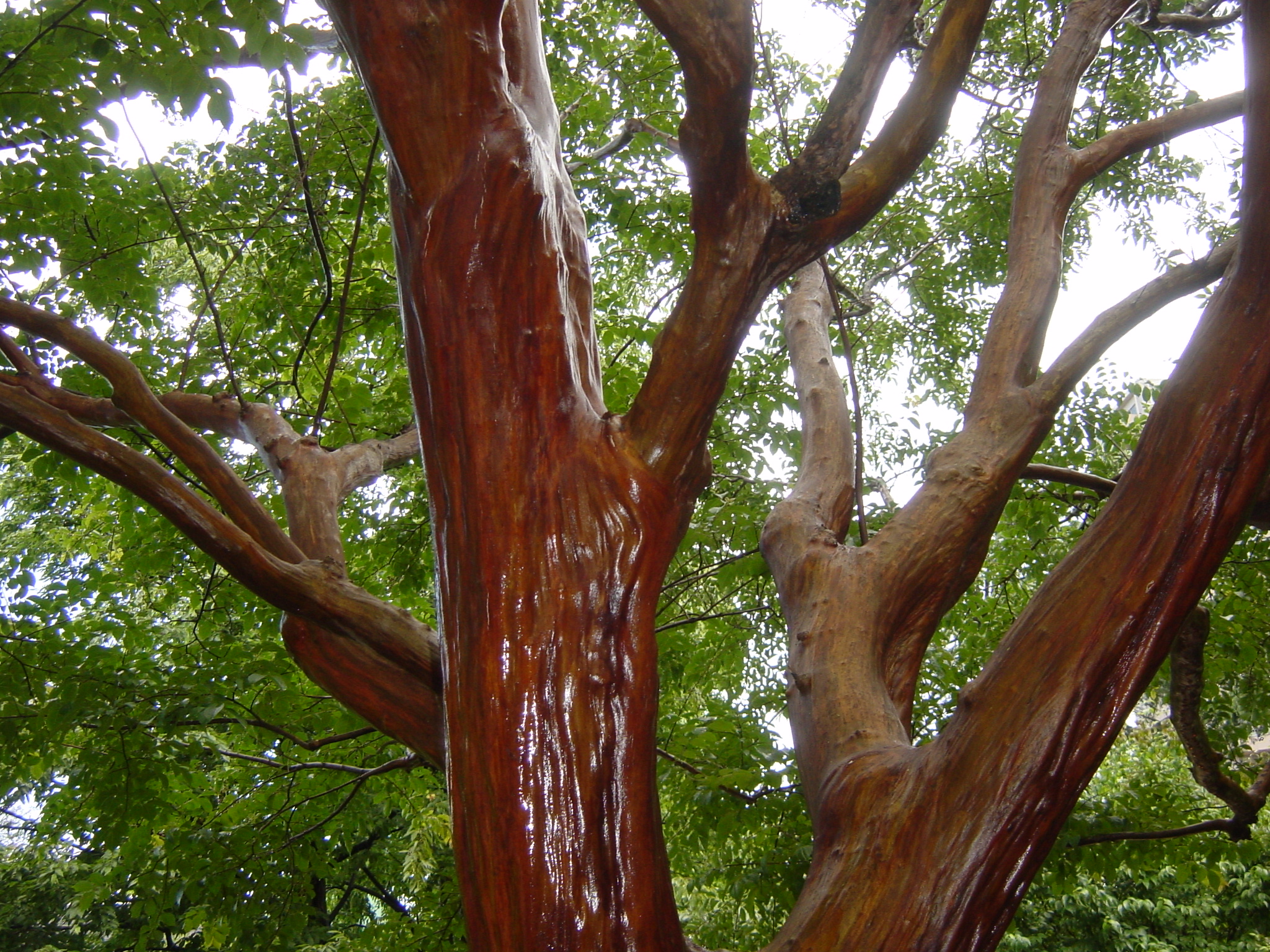 内蔵フラッシュの推奨撮影距離は、広角側0.5～2.8m、望遠側0.6～1.4m。この写真は広角側で撮影したもので、マイナス側に調光補正（フラッシュレベル/暗）を行っている。