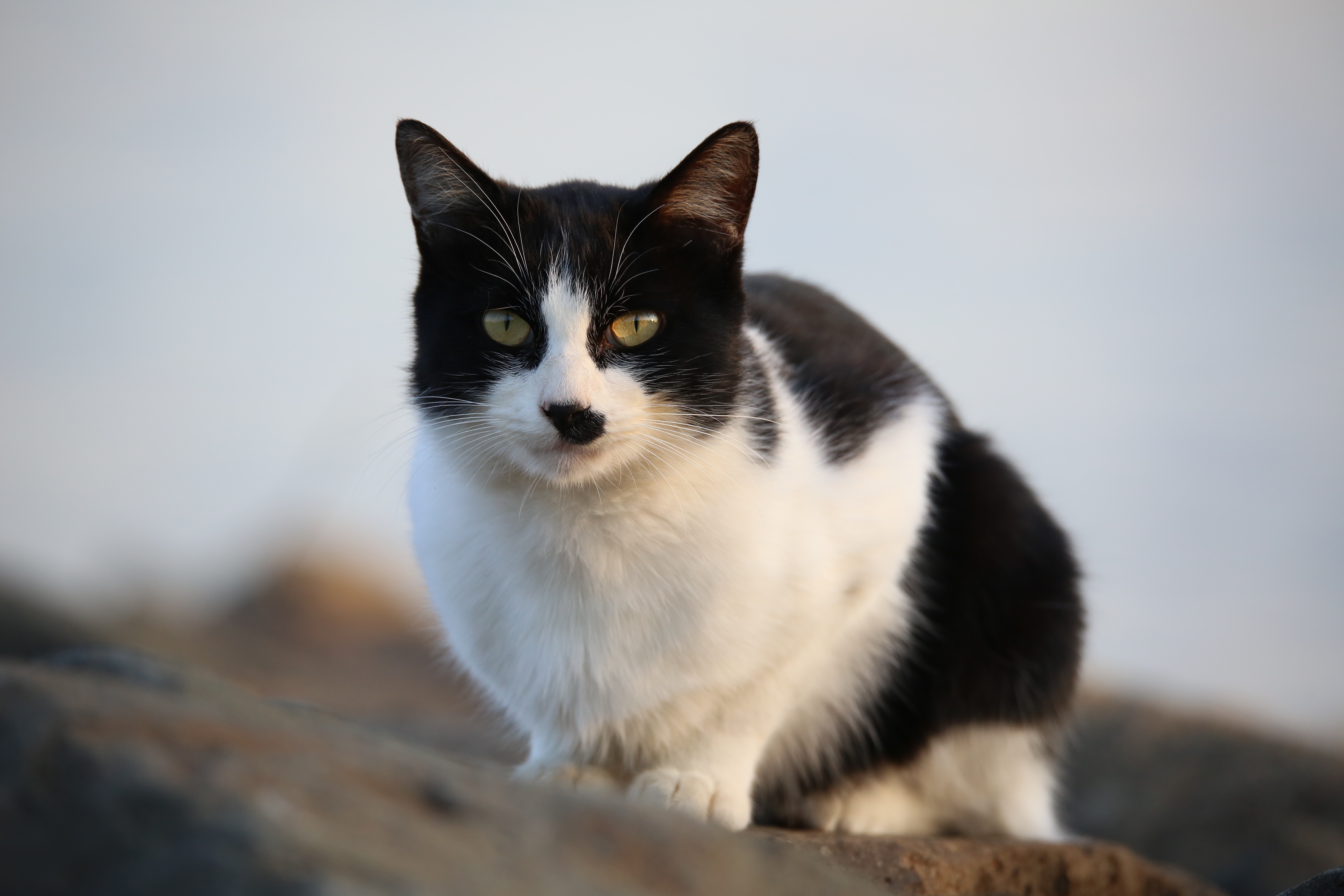 EOS 5D Mark III / 1/500秒 / F6.3 / +0.3EV / ISO1000 / シャッター優先AE / 470mm