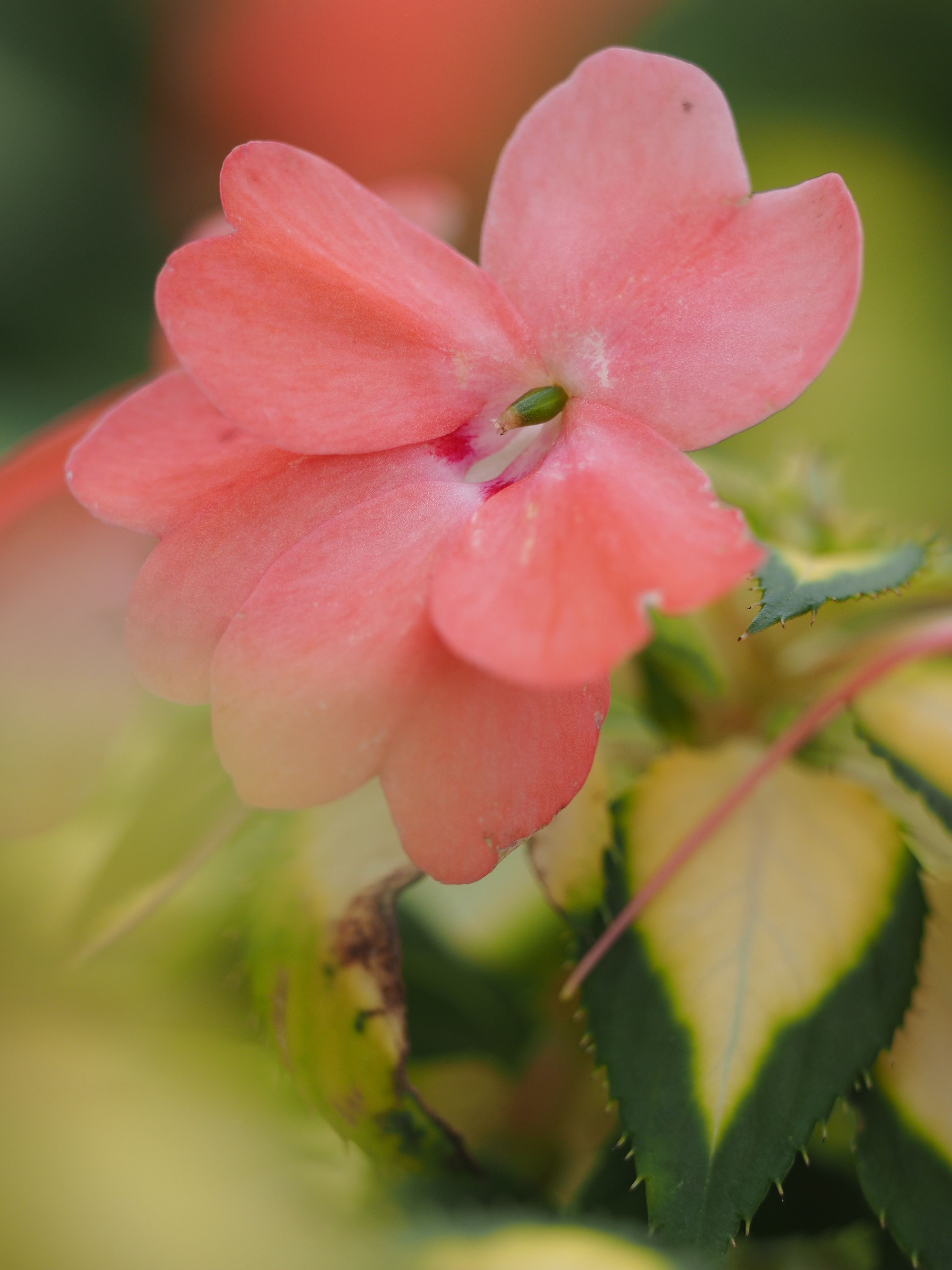 望遠端・絞り開放・最短撮影距離（約70cm）で撮影。最も近づける距離まで近づき花の中心部にピントを合わせた。300mm相当だが実焦点距離は150mmなので、ボケすぎることもなくほどよい加減となる。手前の花弁から奥の花弁に向かう「アウトフォーカス-インフォーカス-アウトフォーカス」という流れも自然だ。E-M1 / 1/400秒 / F2.8 / +0.3EV / ISO200 / 絞り優先AE / 150mm