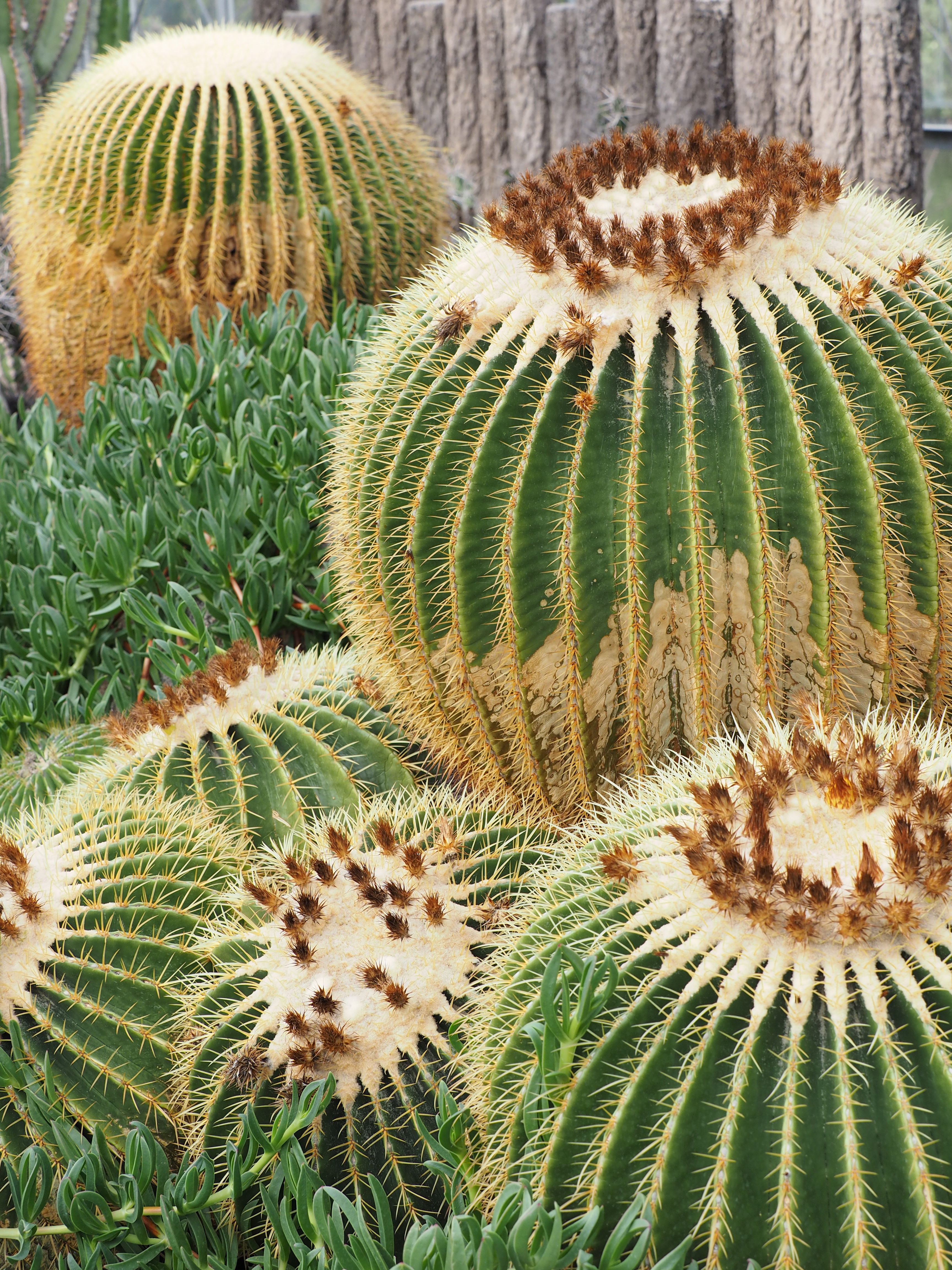 絞りF5.6・距離数mで撮影。2mほど離れた位置からワイド端の40mmで撮影。F5.6まで絞ったことで全面が均一な描写となる。手前から奥への緩やかなフォーカスの遷移とサボテンの鋭利な棘の鮮明な描写がリアル感へとつながる。そこにあるものをしっかりと確実に写し出してくれるレンズだ。E-M1 / 1/60秒 / F5.6 / 0EV / ISO200 / マニュアル / 40mm