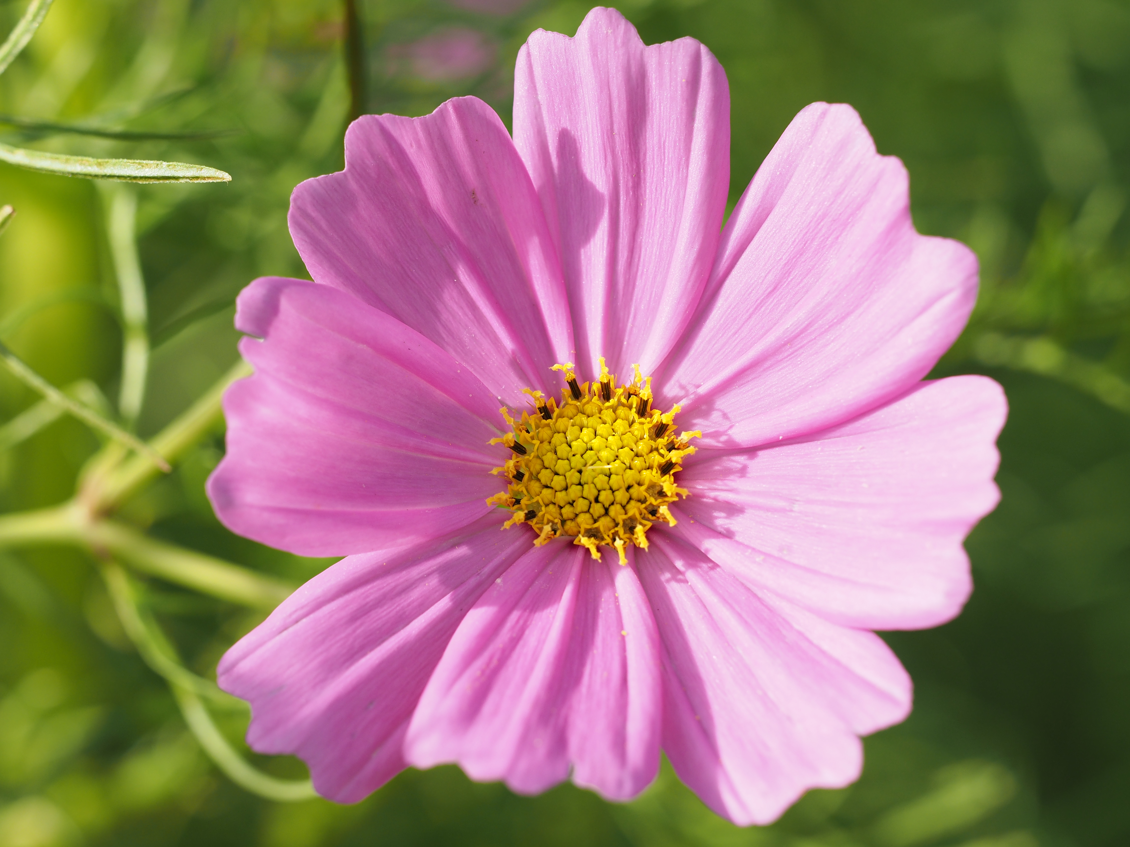 テレコンバーター無し。E-M1 / 1/400秒 / F5.6 / +1EV / ISO200 / 絞り優先AE / 150mm