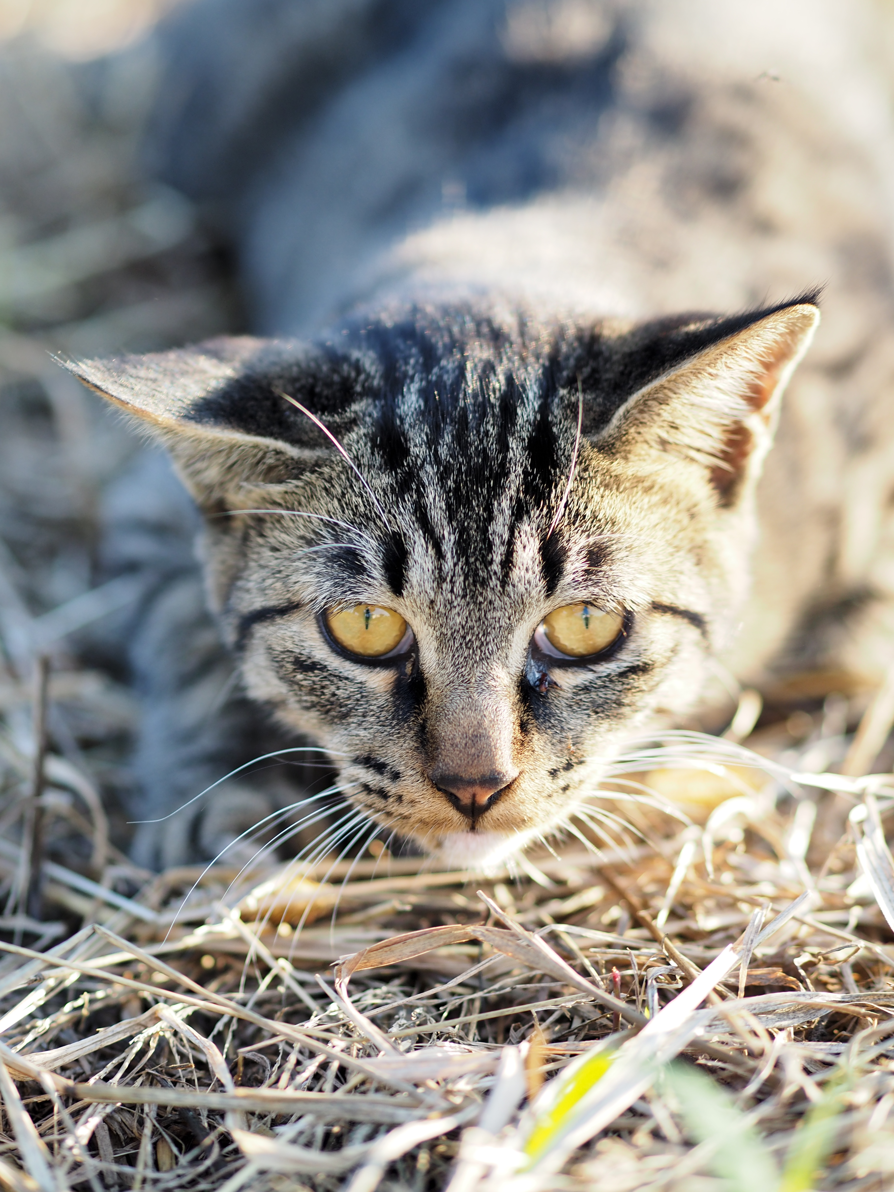 猫の顔を大きく捉えて撮影。一般的な一眼レフ用の中望遠レンズではなかなか難しい撮影倍率である。露出をオーバー目にしても全く破綻していない描写性能にも注目してもらいたい。E-M1・絞り優先・ISO200・F1.8・1/640秒・+1.0EV・WB:オート