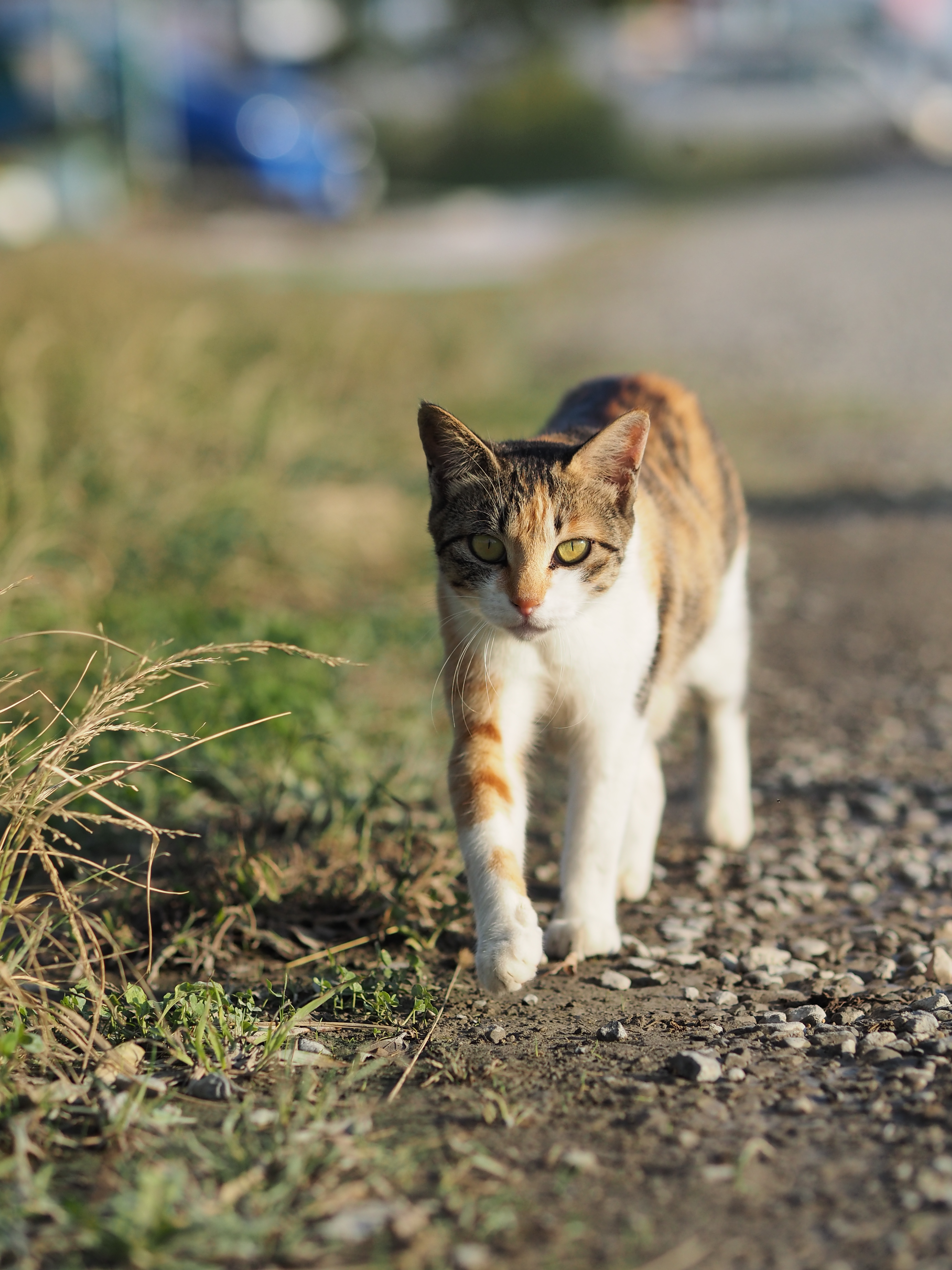 AF方式をコンティニュアスAFにして、こちらに向かってくる猫の目にピントを合わせつづけた。開放付近の浅い被写界深度であっても、速く正確にAFが作動してくれるので心強い。E-M1・絞り優先・ISO200・F2.2・1/5,000秒・-0.3EV・WB:オート