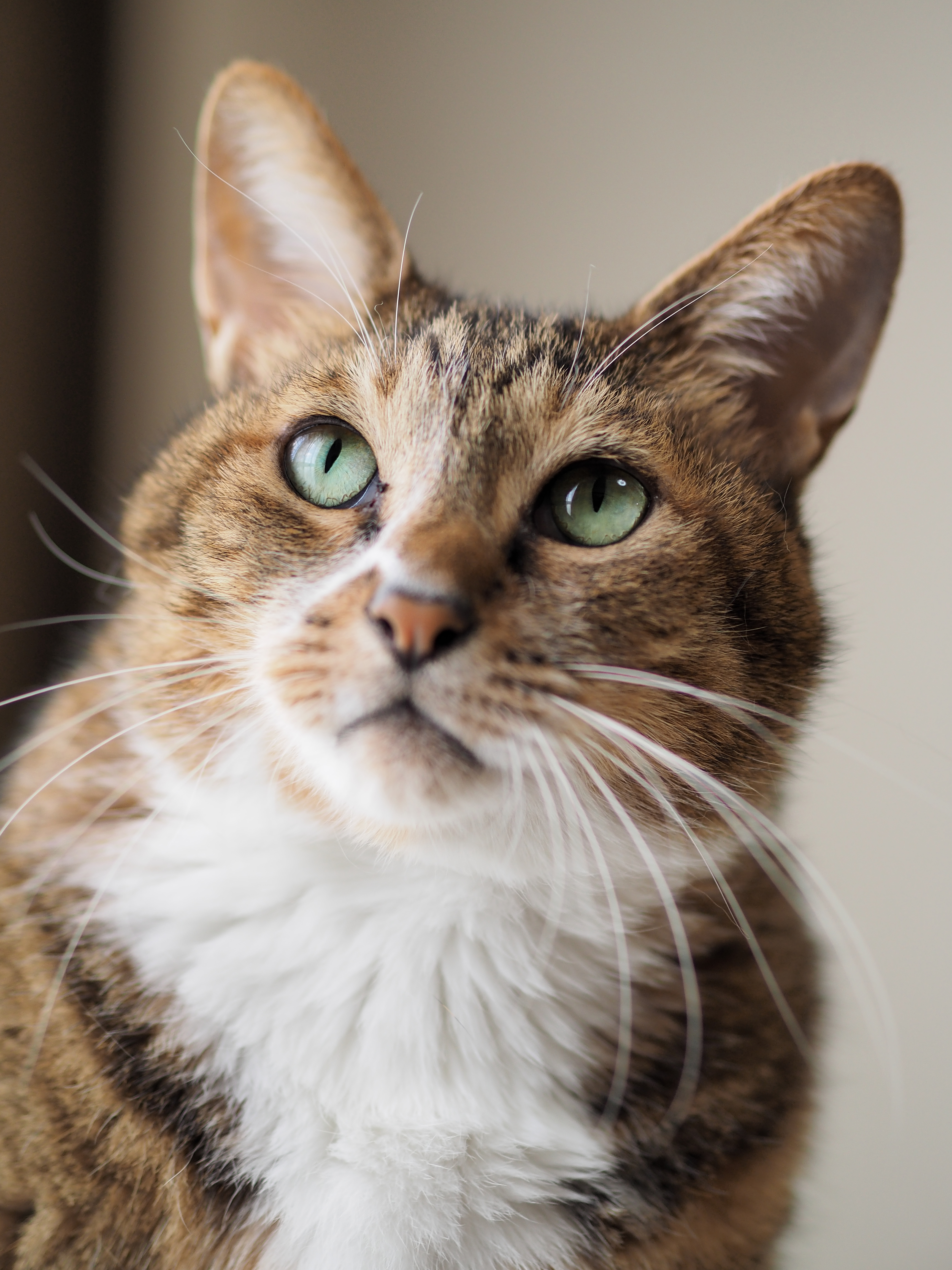 大口径なので暗い室内でも比較的シャッター速度を速くすることができる。オリンパス製カメラの優れた高感度性能と手ブレ補正機能を合わせて活用すれば恐いものはない。狭い室内で高画質なアップ撮影を楽しんでみよう。E-M1・絞り優先・ISO200・F1.8・1/125秒・0EV・WB:オート