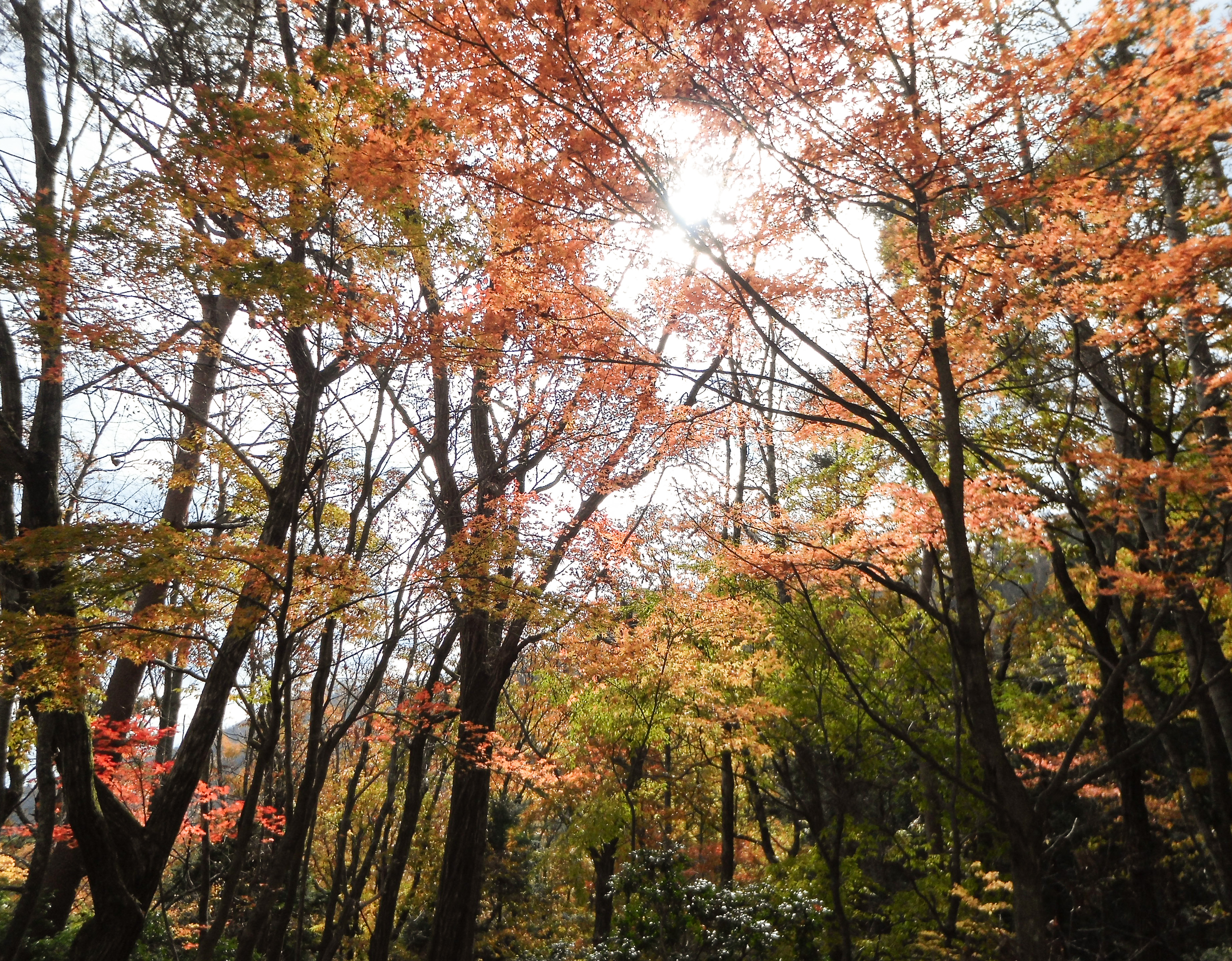 気持ちのいい光が差して来た。逆光でも、ちょうどいいバランスの露出だ。