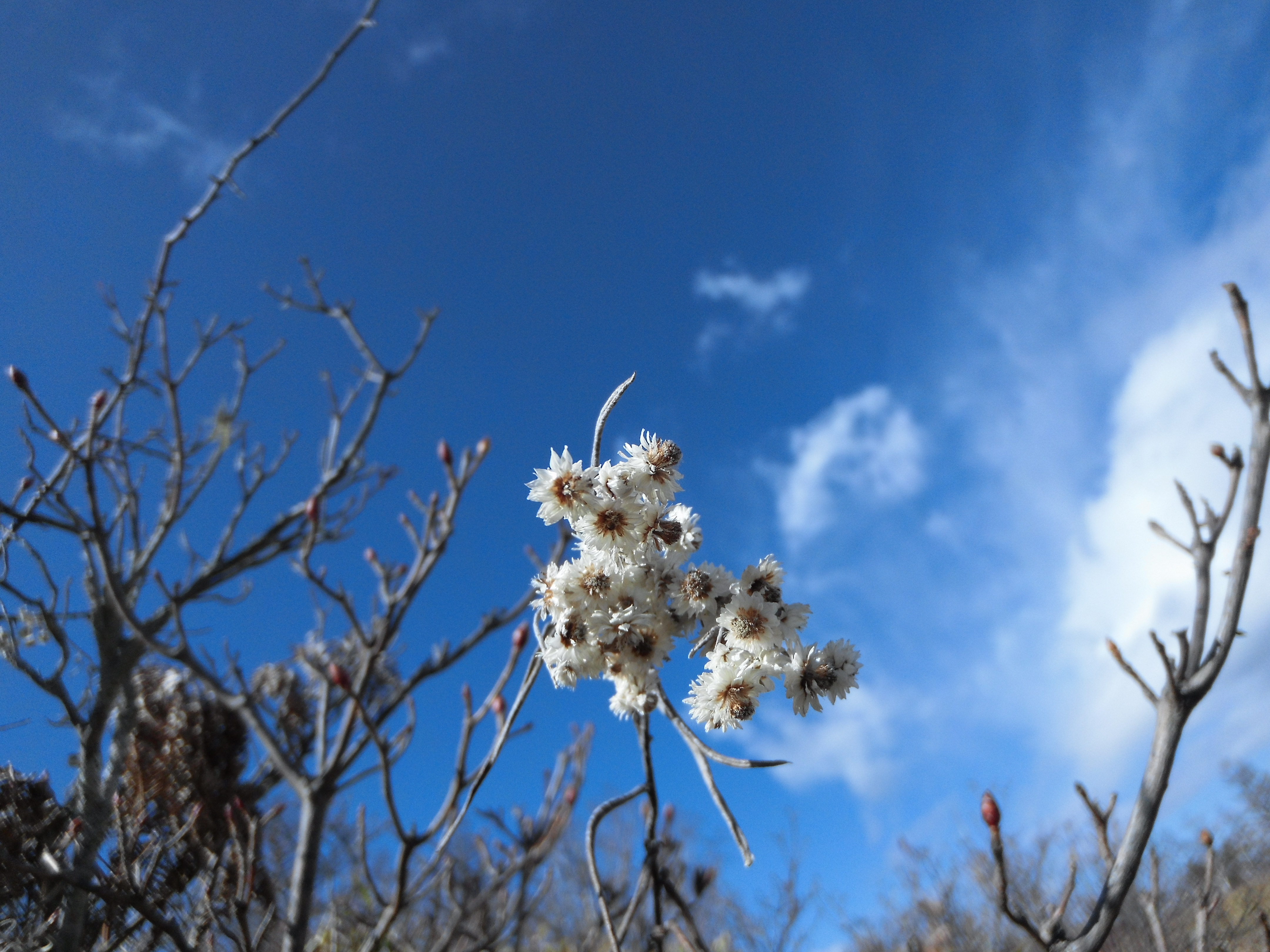 カメラだけ手に持って、ローアングルから。青い空が気持ちいい。