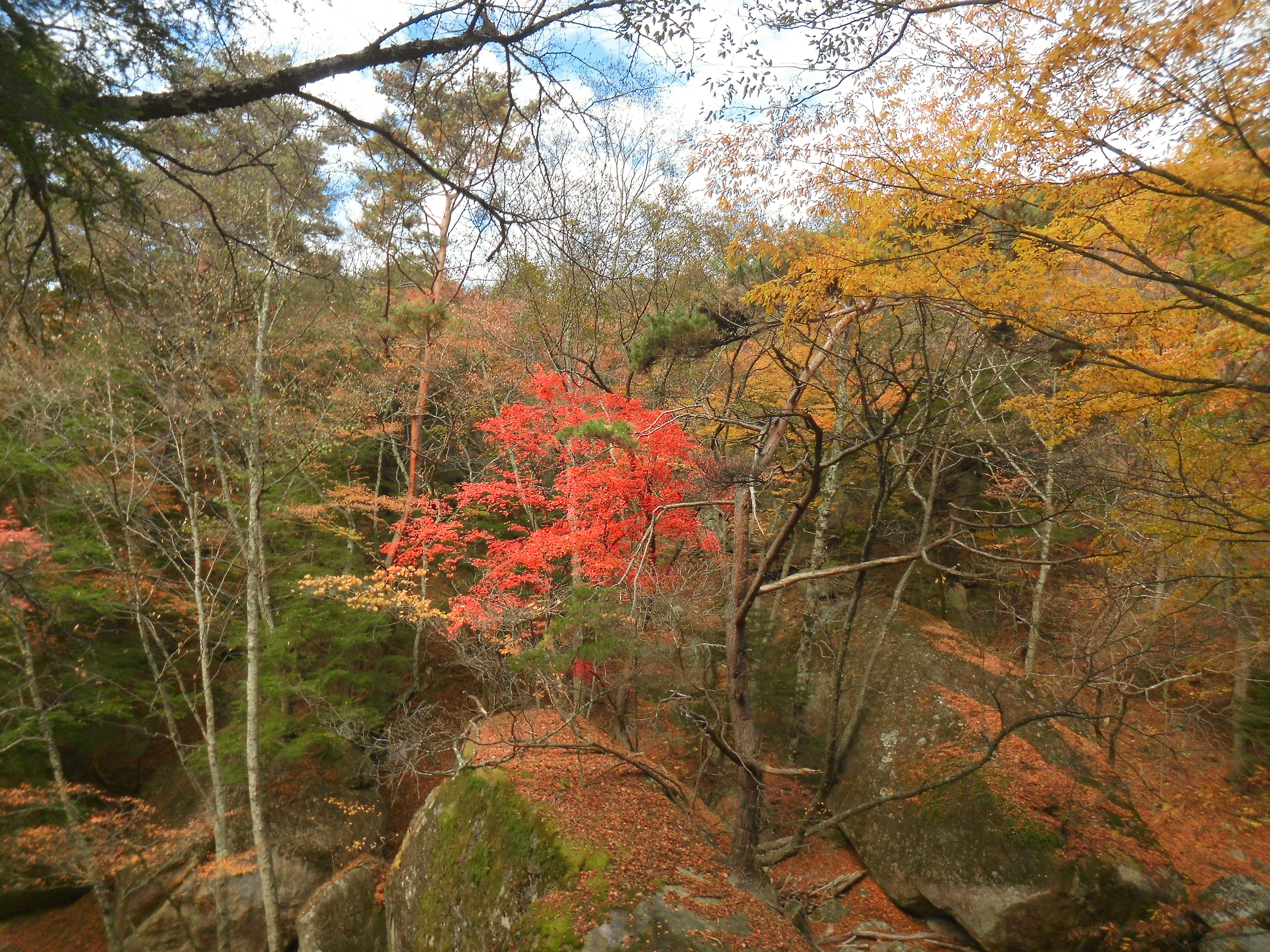 渓流の向こうにひと際赤い紅葉の木。手の高さより少し高く、見下ろすようなアングルにした。岩場も写り、静かでひんやりとした渓流の雰囲気を写すことができた。