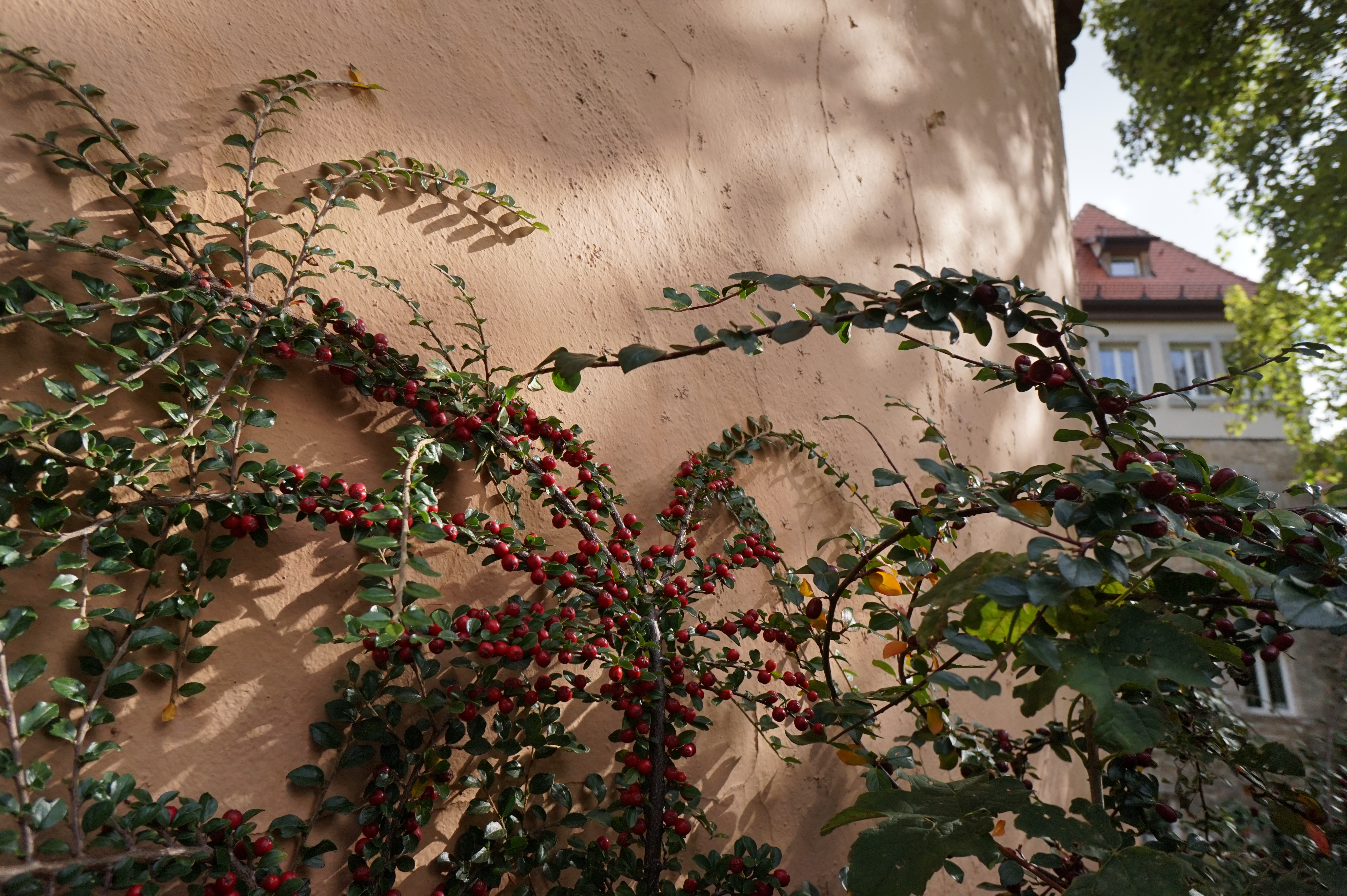 基礎部分はα5000とほぼ共通。解像や階調再現もそれらと同等なだけに特に不満はなく、その点は心配いらない。E16mm F2.8 / 1/800秒 / F6.3 / ISO400 / 絞り優先AE / 16mm