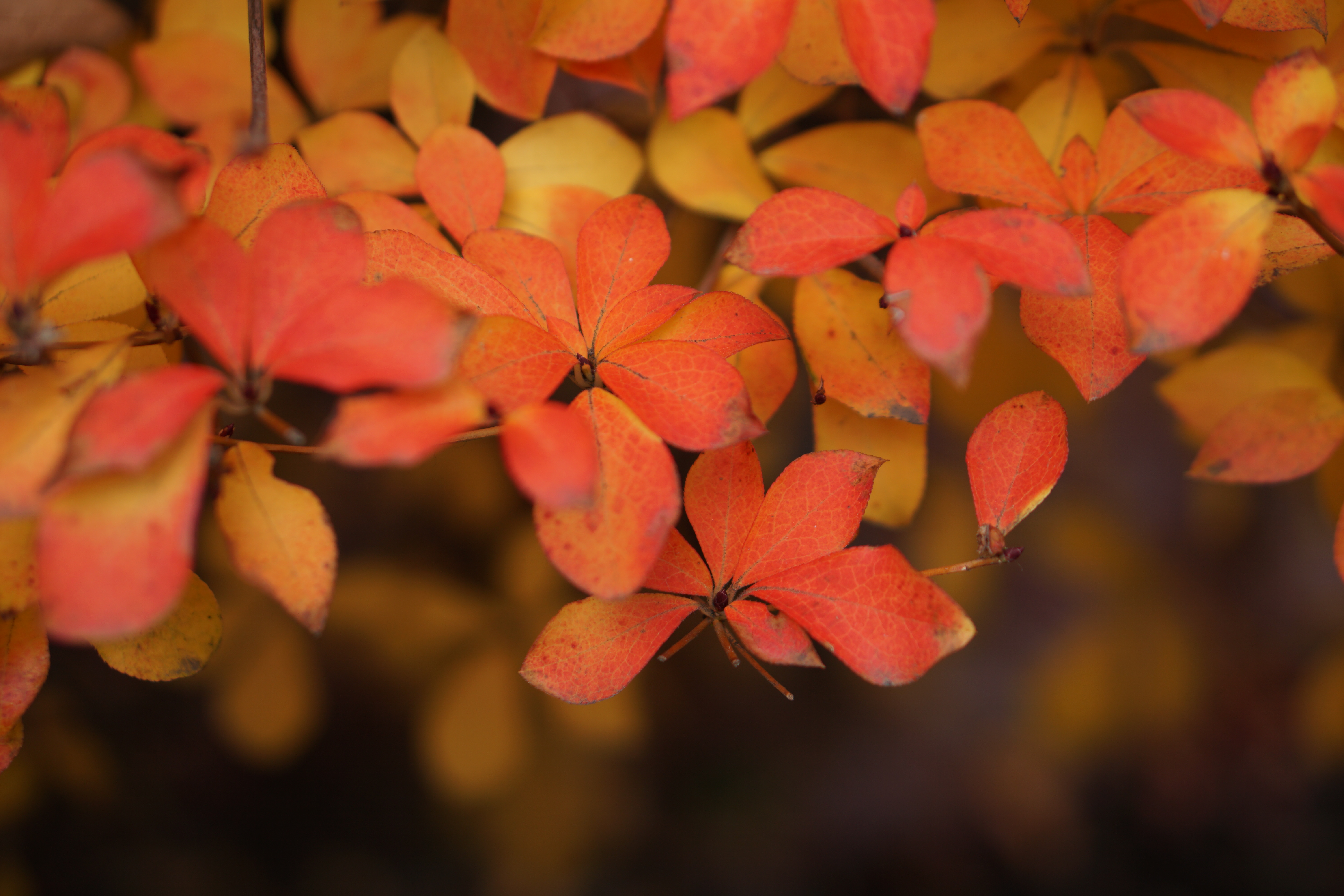 シャープすぎないシャープさ、などという、もうひとつ得体の知れない形容をするしかないのだが、まさにそういう感じ。ポートレートにもよさそう。ISO100 / F2 / 1/320秒 / -0.3EV / 50mm