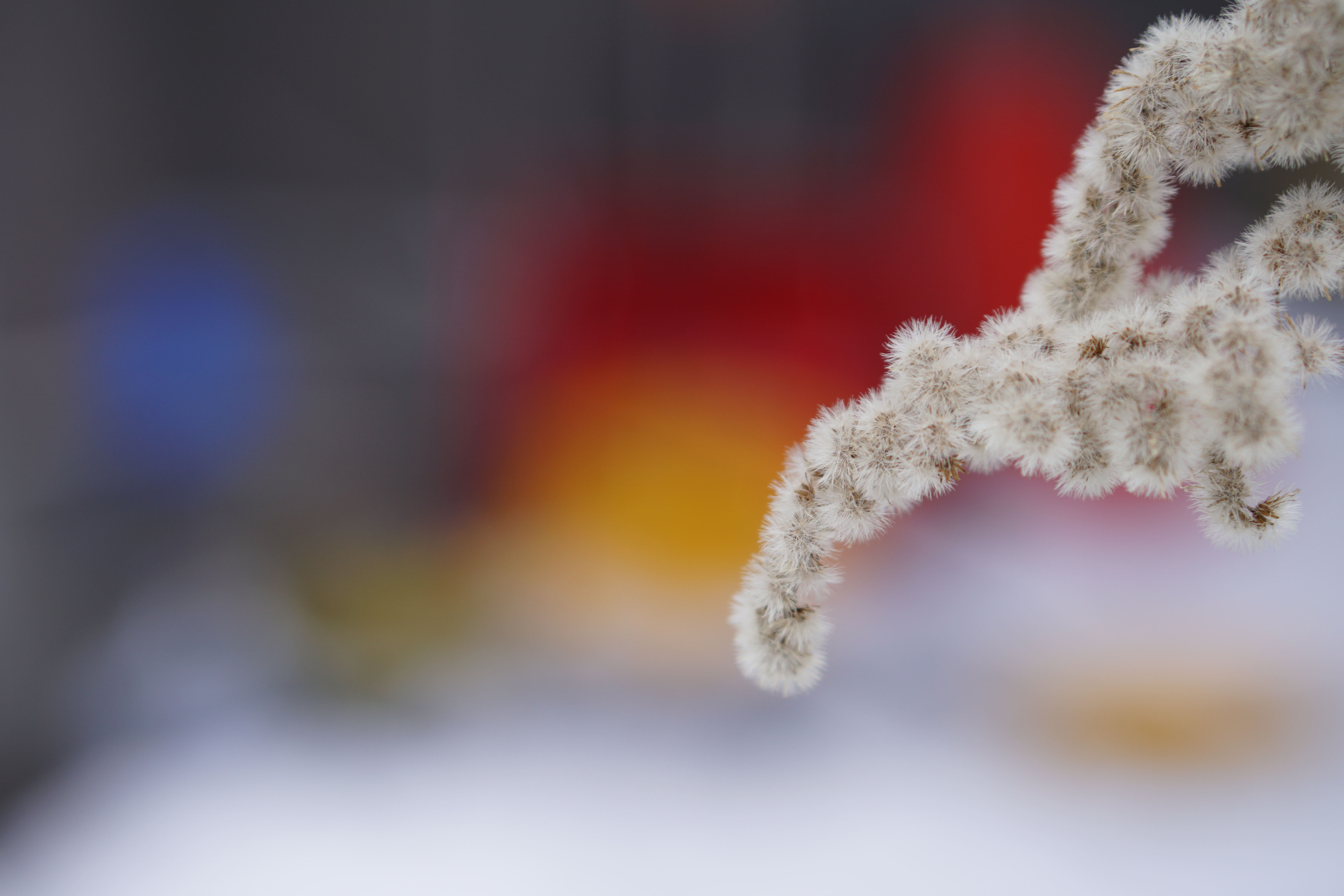 前ボケは微妙にだが、二線ボケっぽい印象。条件次第では少し気になることがあるかもしれない。ISO100 / F2.2 / 1/400秒 / +0.3EV / 50mm