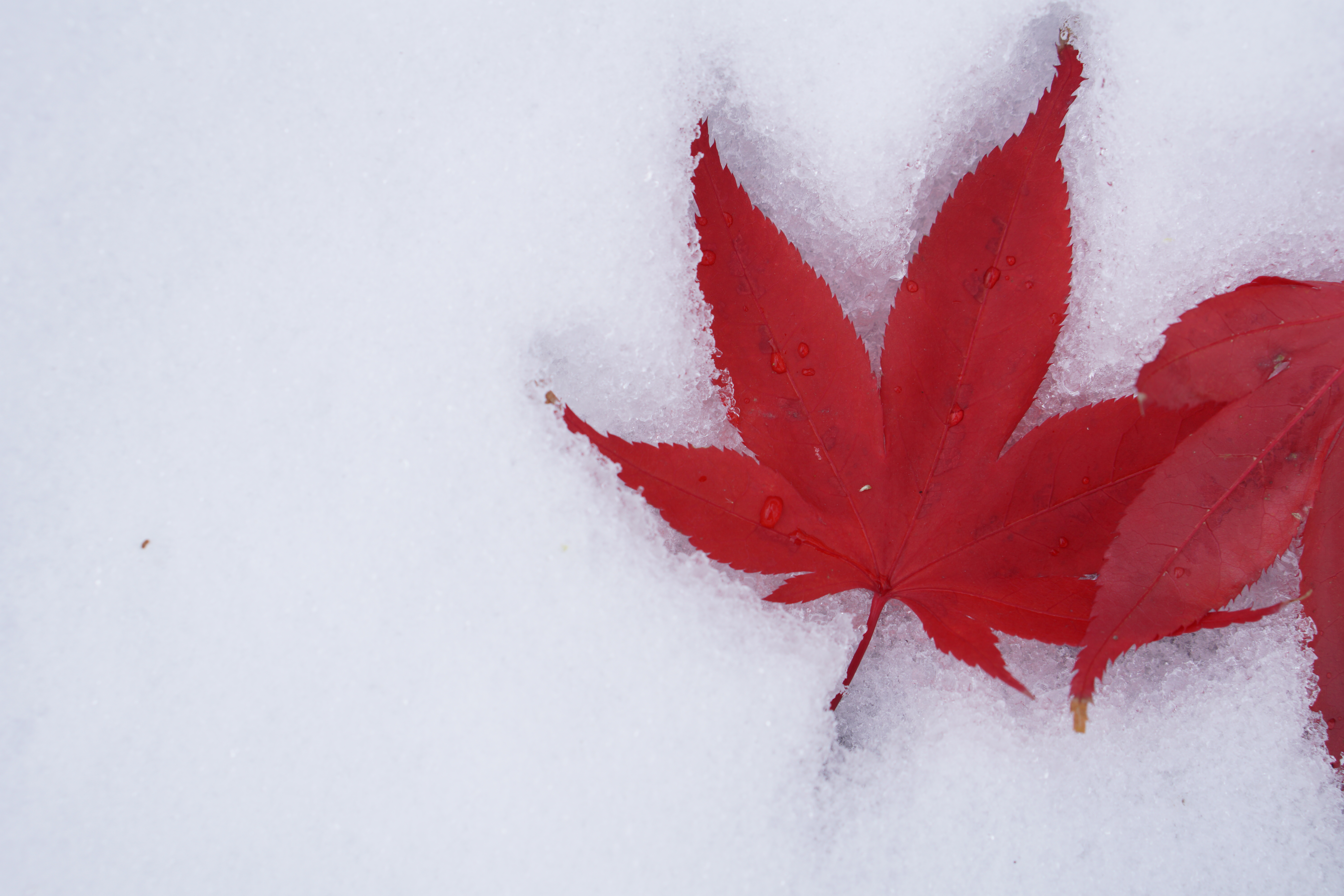 北国なもので、すでにこんなことになっております。これはF5まで絞って、かっちり目に撮ってみたカット。ISO100 / F5 / 1/100秒 / +1.3EV / 50mm