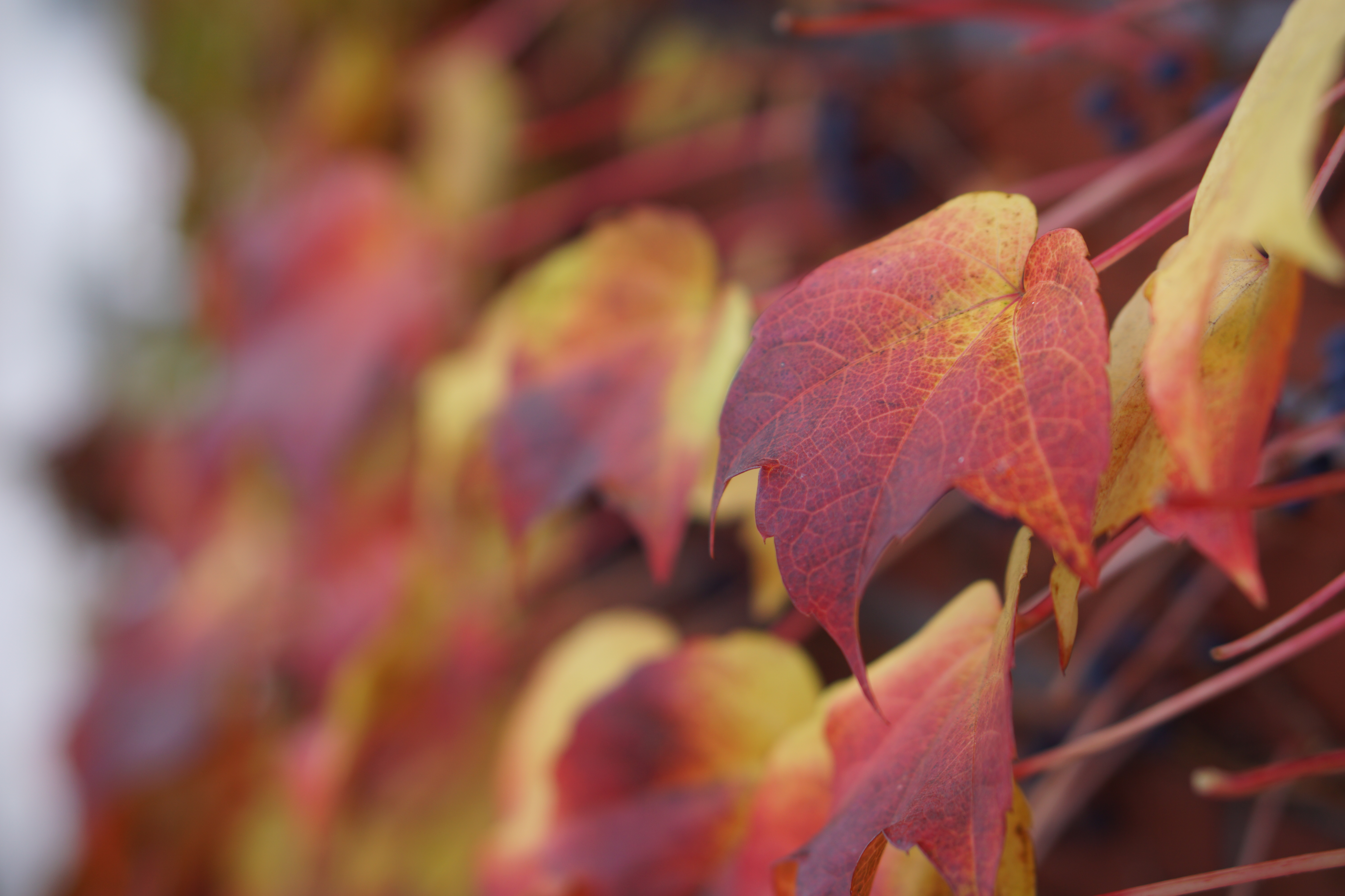 後ボケは滑らかで変なくせがない。どの絞りで撮ってもいい感じにふわっと仕上がってくれるので、使い勝手がいい。ISO100 / F2.5 / 1/320秒 / ±0EV / 50mm