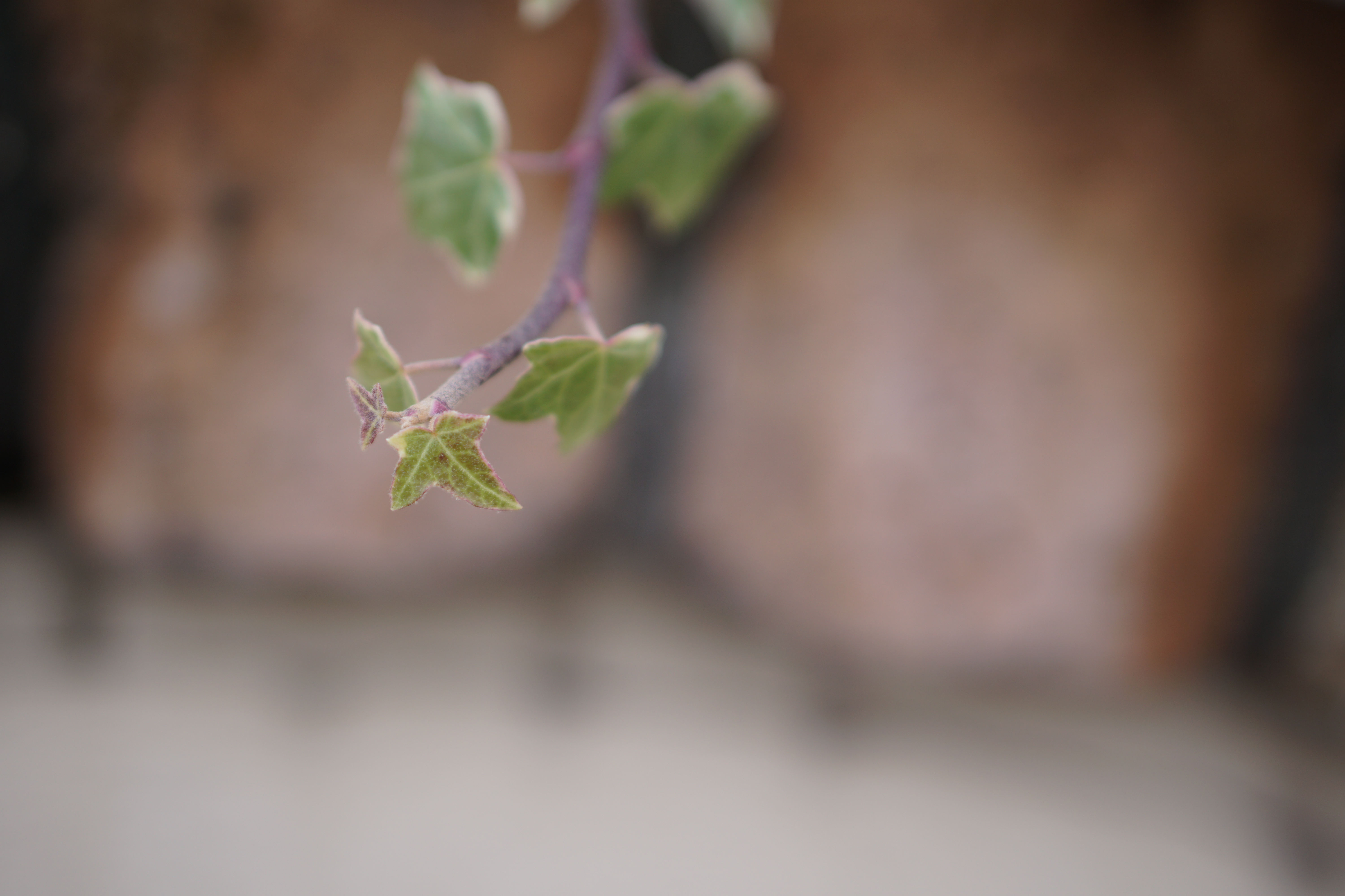 思い切って絞り開放。葉の表面の産毛だけ見えている。シャープさにはやや欠けるが、こういうふわっとした描写も楽しい。ISO100 / F2 / 1/400秒 / ±0EV / 50mm