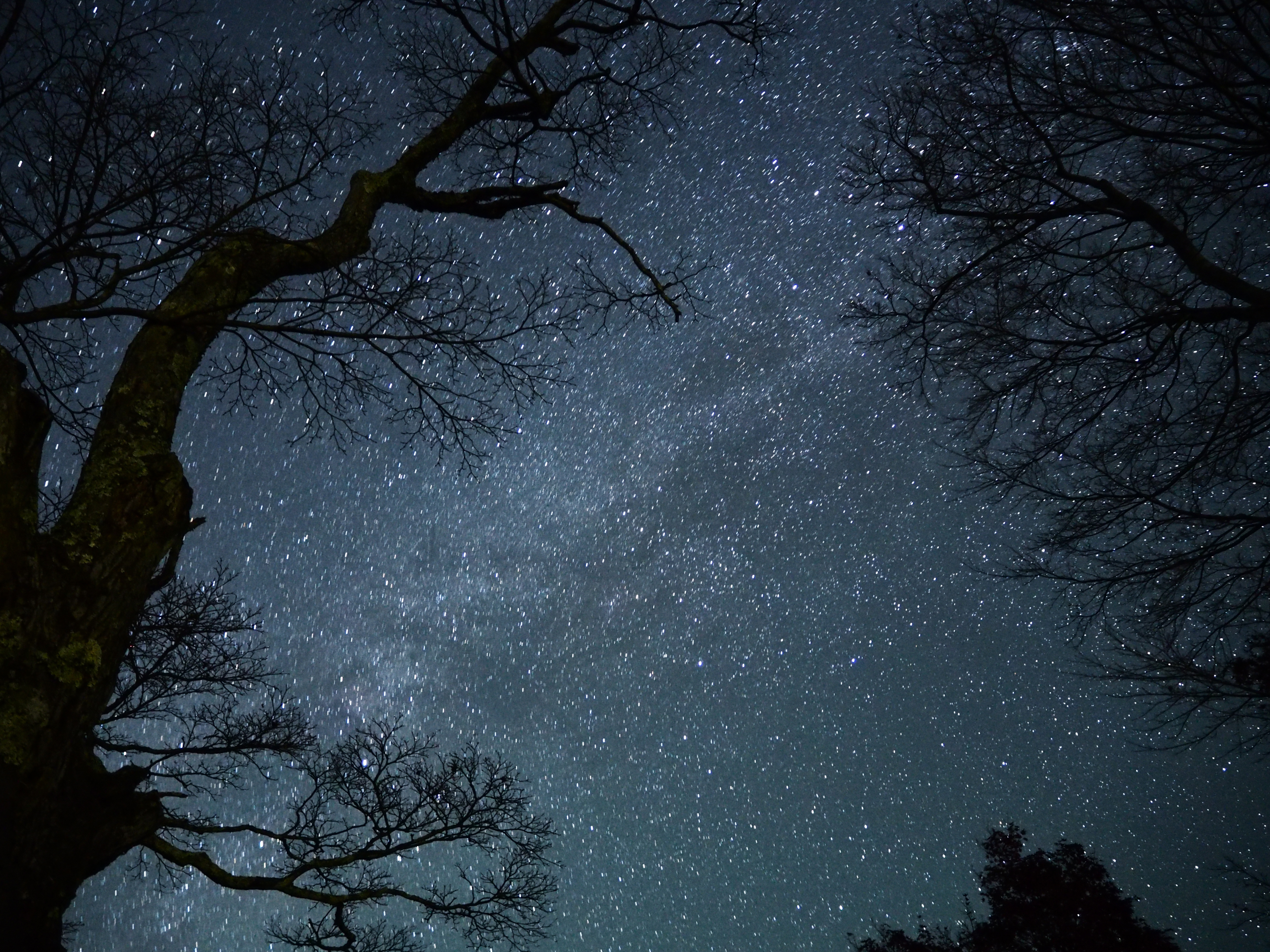 星景撮影で前景に物を入れる場合、ピントをどうするか迷うことがある。絞り込まずに撮ることが多いので、両方シャープに撮るのが難しい場合があるからだ。基本的にメインになる方にピントを合わせればいいが、木の枝先などはいずれにしろ風でブレてしまうことも多いので、そのような場合は迷わず星にピントを合わせよう。<br class="">比較的被写界深度の深いAPS-Cやマイクロフォーサーズカメラでは、絞り開放でも両方シャープに撮ることができる場合が多い。<br class="">OLYMPUS OM-D E-M10/M.ZUIKO DIGITAL ED 14-42mm F3.5-5.6 EZ／ISO3200／F3.5／60秒／14mm／WB:オート（電球色残しOFF・A-7・G-3）/コントラスト+2