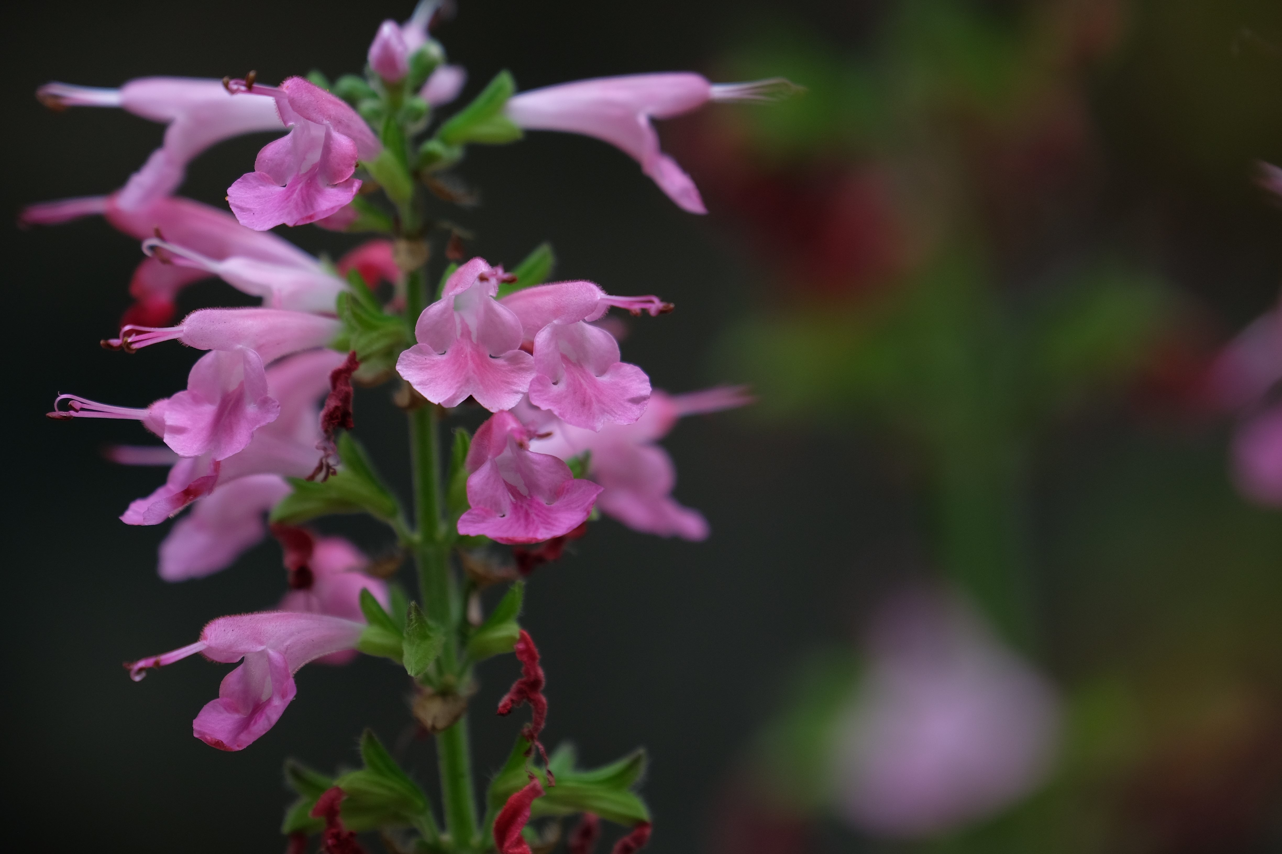 絞り開放・最短撮影距離（約45cm）で撮影。X-T1 / 1/60秒 / F5.6 / -1.33EV / ISO320 / 135mm