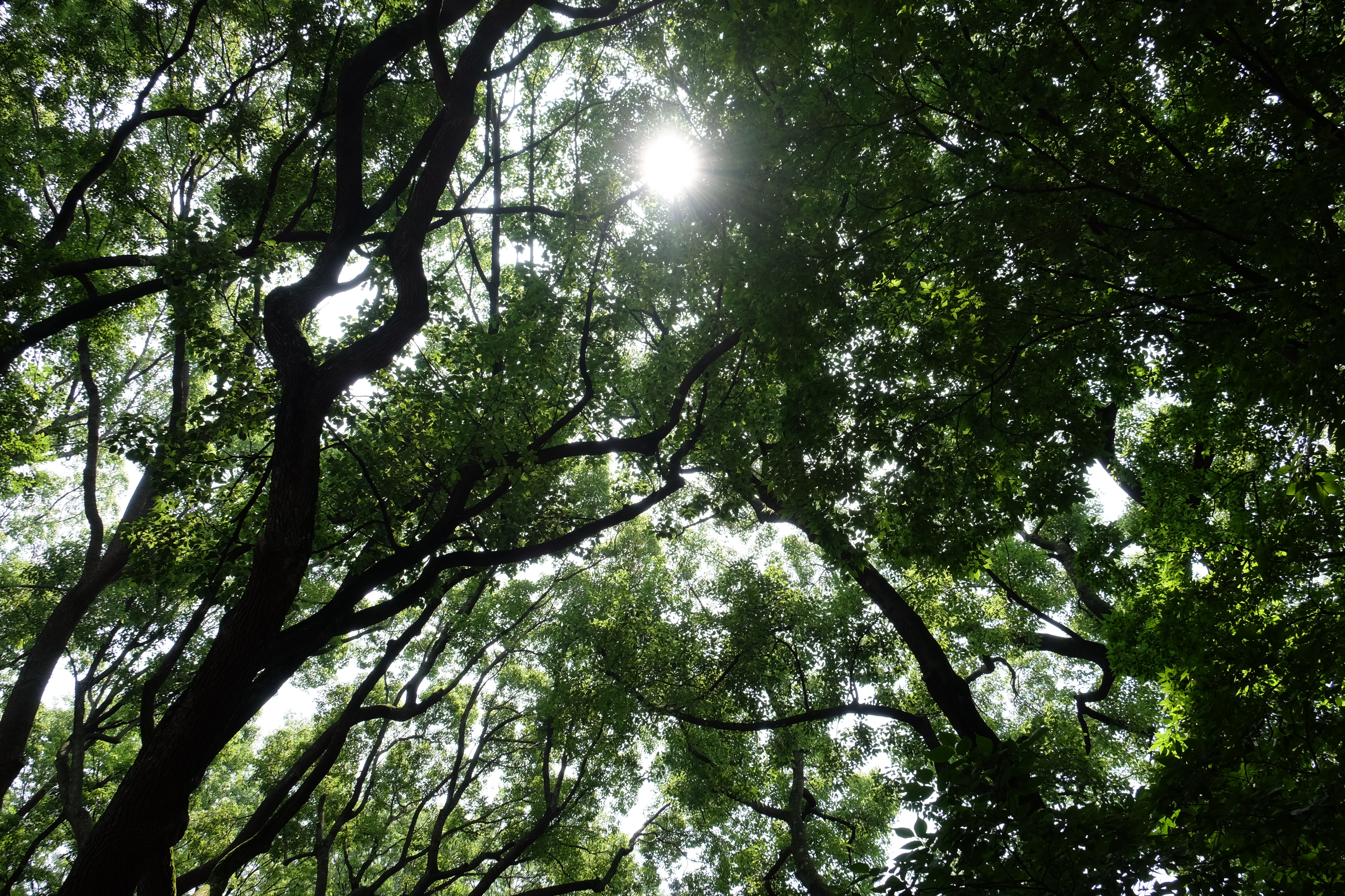 太陽が画面内に入る逆光で撮影。X-T1 / 1/55秒 / F8 / 0EV / ISO200 / 18mm