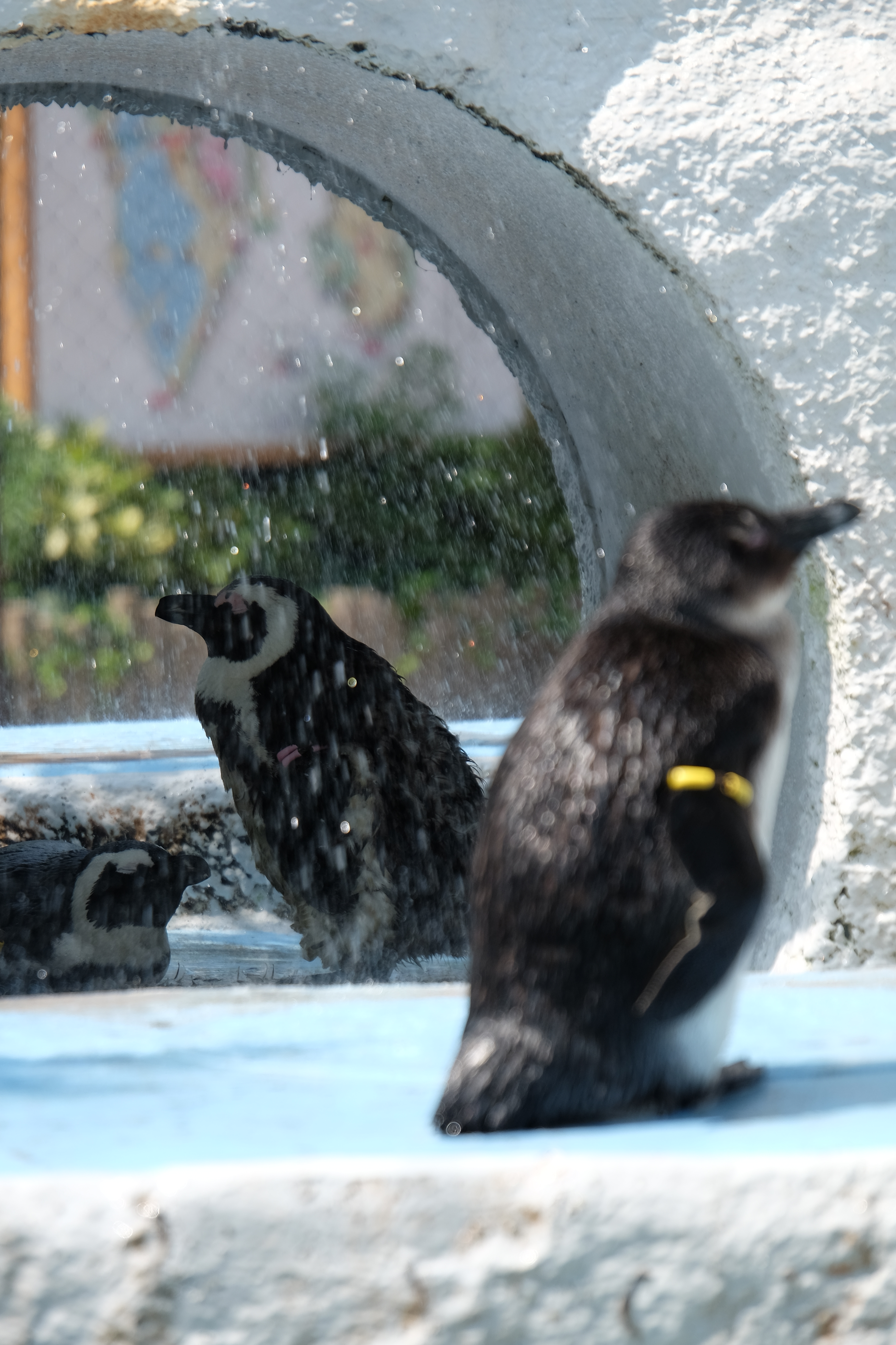 X-T1 / 1/340秒 / F5.6 / 0EV / ISO200 / 135mm