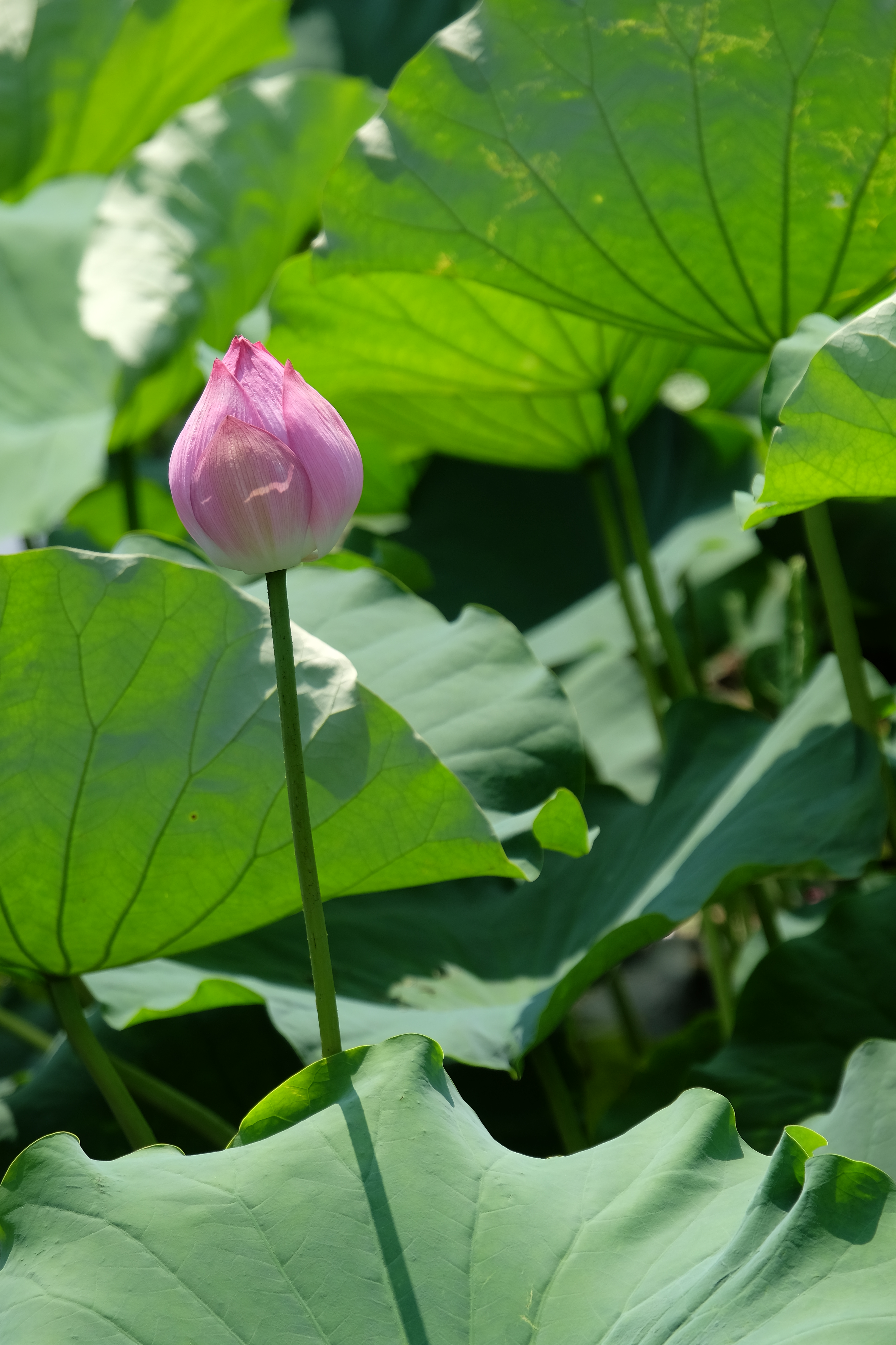 X-T1 / 1/340秒 / F6.4 / 0EV / ISO200 / 135mm