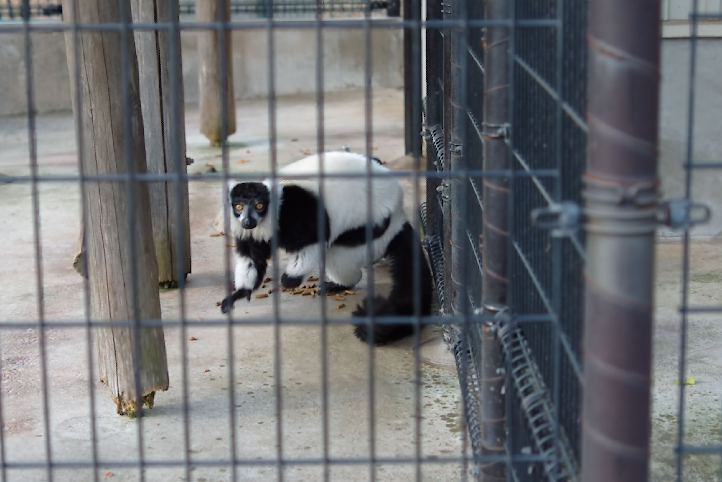 手前に柵があるようなシーンでは、そちらにピントが合ってしまう場合も多い。LYTRO ILLUMであれば再合焦範囲内であれば後からピント位置を補正できる