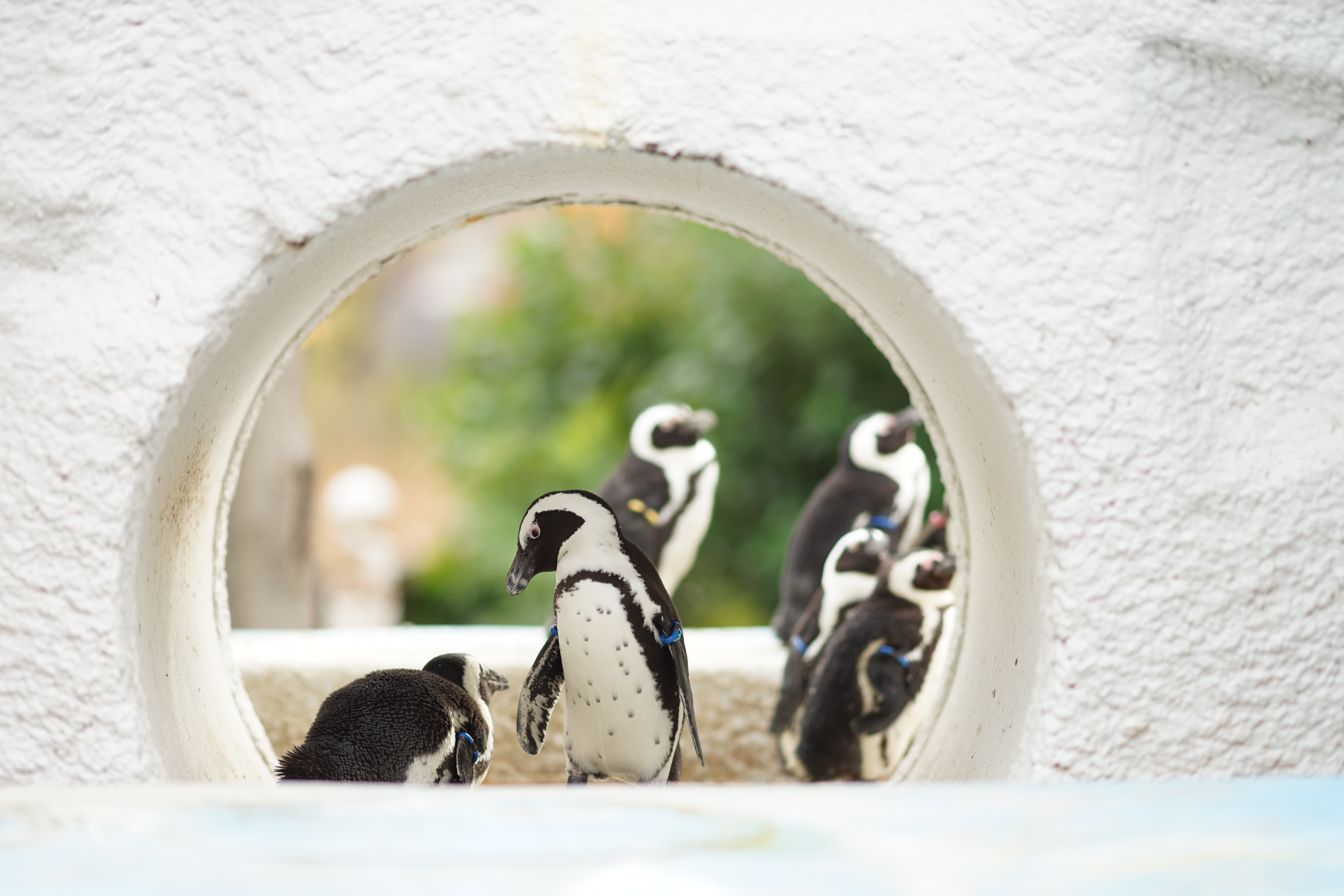 α7 II / Sonnar T* 135mm F1.8 ZA / 絞り優先AE / F1.8 / 1/320秒 / +2EV / ISO100