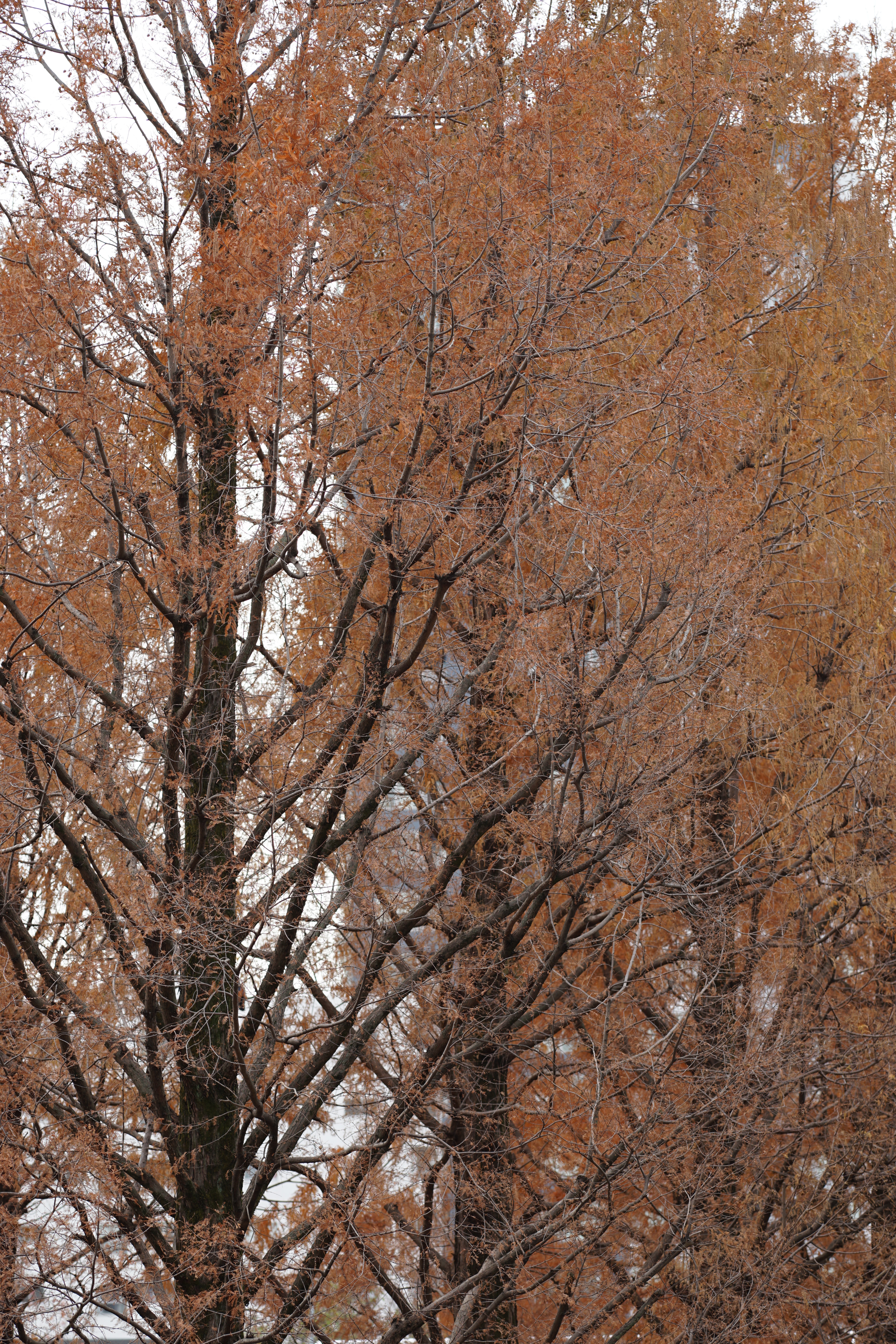 α7 II / Sonnar T* 135mm F1.8 ZA / 絞り優先AE / F5.6 / 1/80秒 / 0EV / ISO100