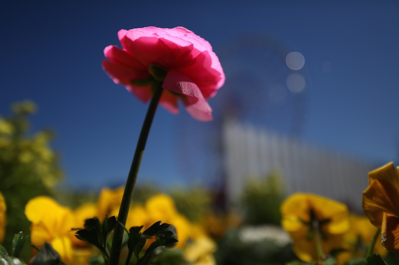 EOS 5D Mark III／SP 15-30mm F/2.8 Di VC USD／ISO100／F2.8／1/8,000／0EV／WB:太陽光／30mm